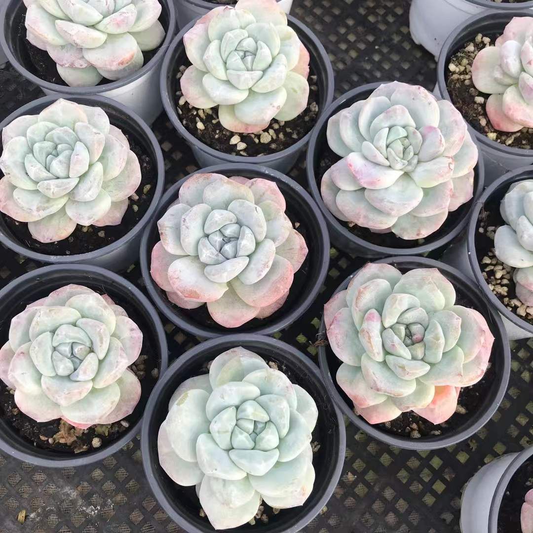 18株の抜き苗セット アイスグリーン石化 多肉植物 佐川急便発送 エケベリア 韓国苗 SKL 1285