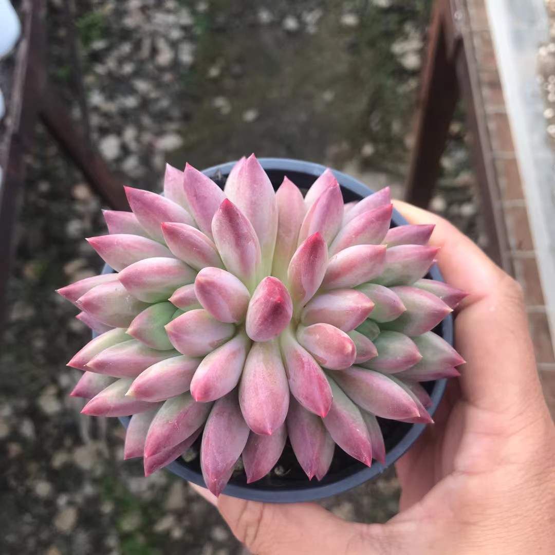 18株の抜き苗セット レッド美人2頭