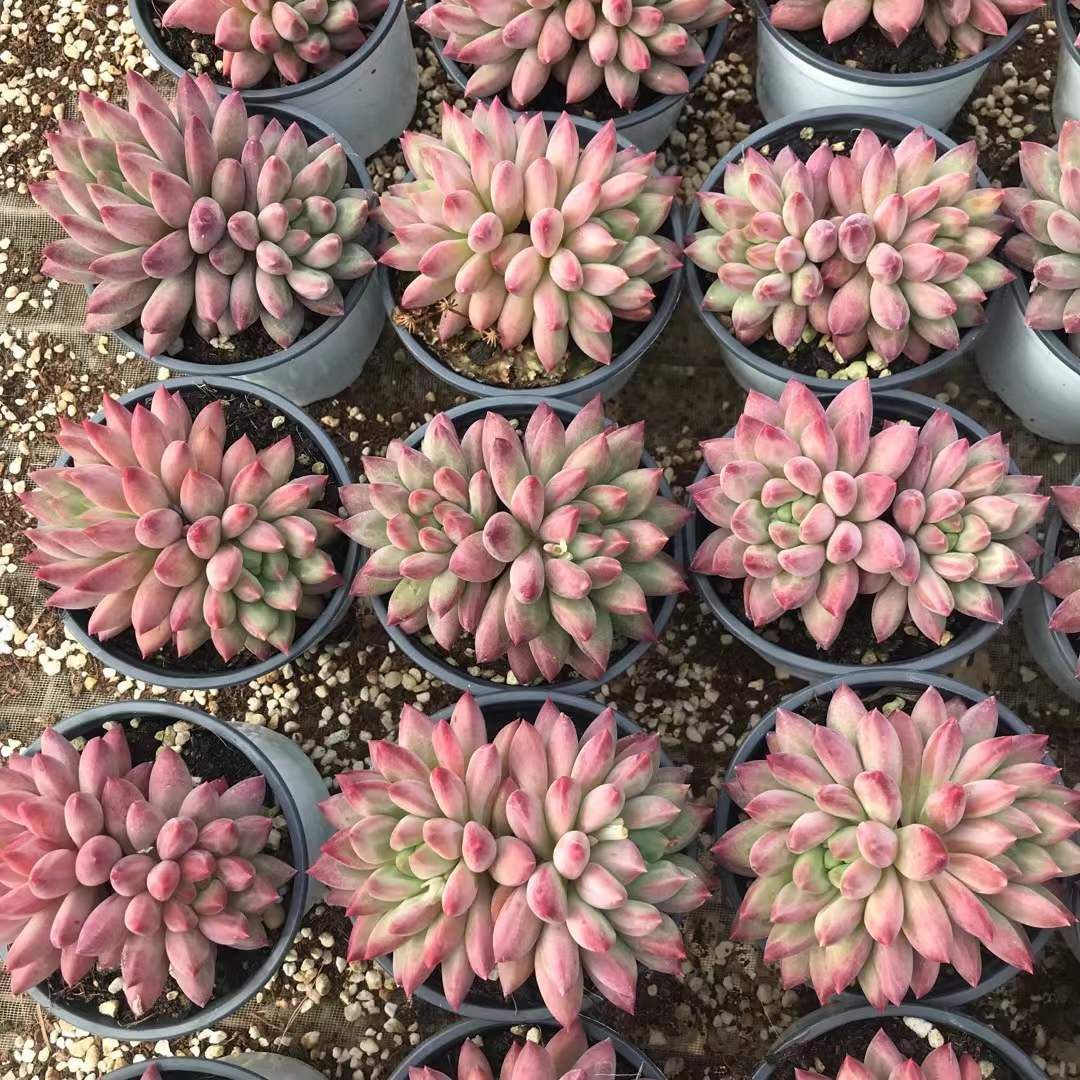 レッド美人2頭 多肉植物