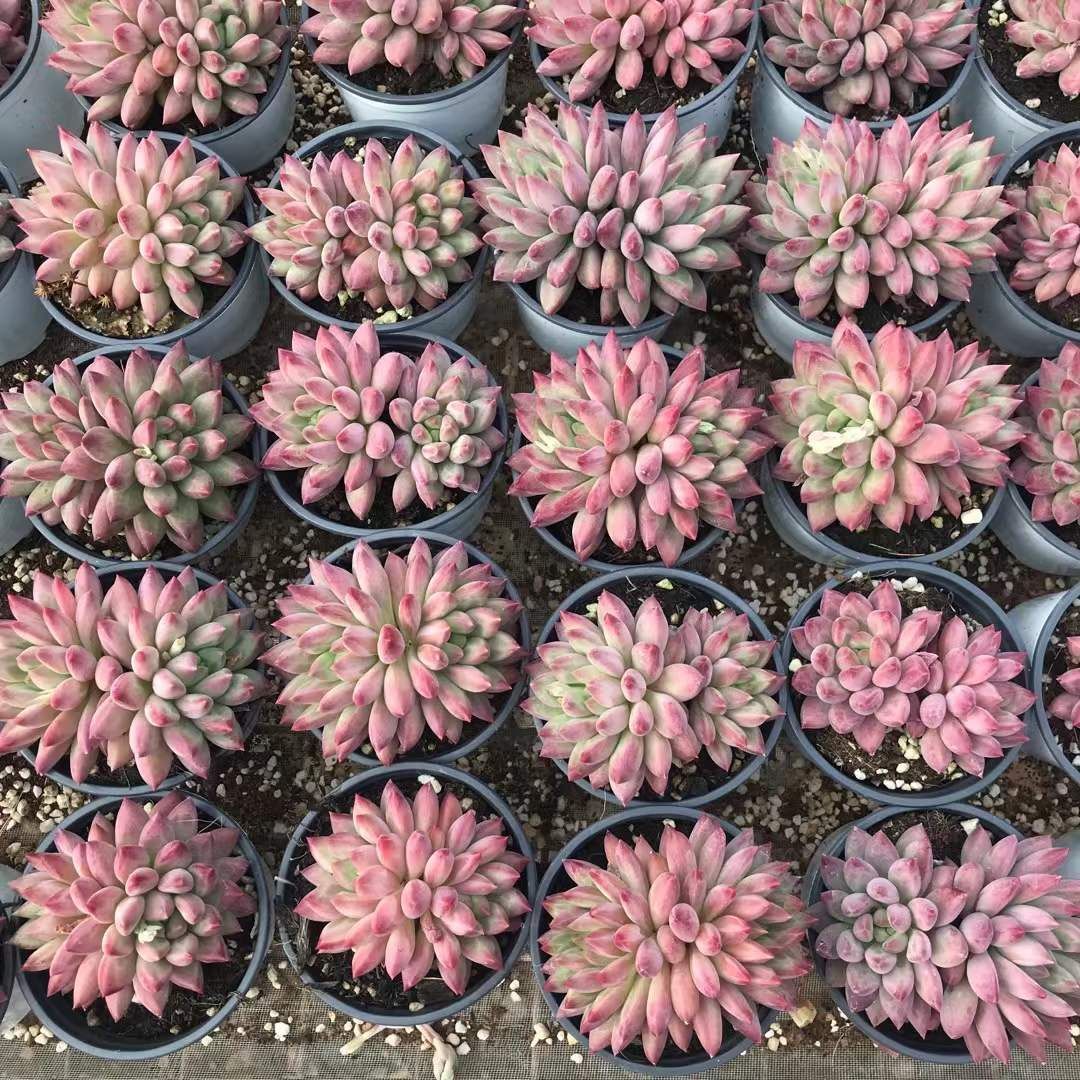 多肉植物 佐川急便発送