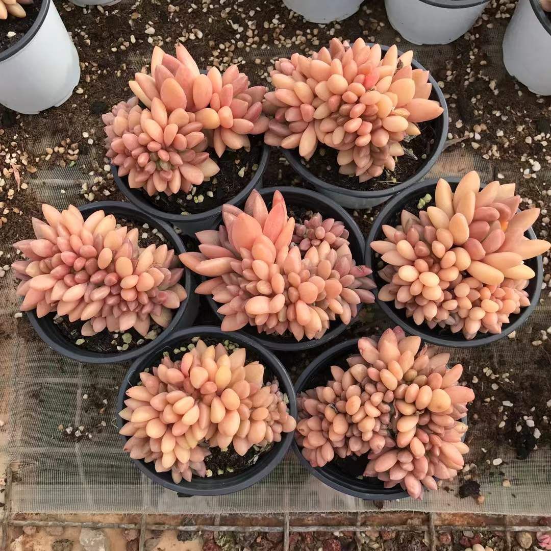 6株の抜き苗セット イエロー桃源石化 多肉植物 佐川急便発送 エケベリア 韓国苗 SKL 1282