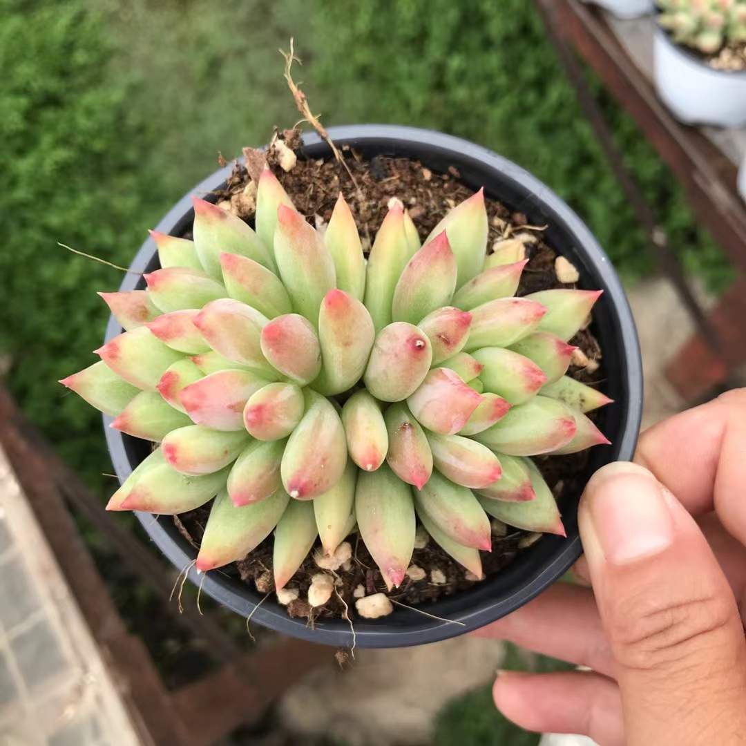 18株の抜き苗セット ゴールド美人 多肉植物 佐川急便発送 エケベリア 韓国苗 SKL 1280