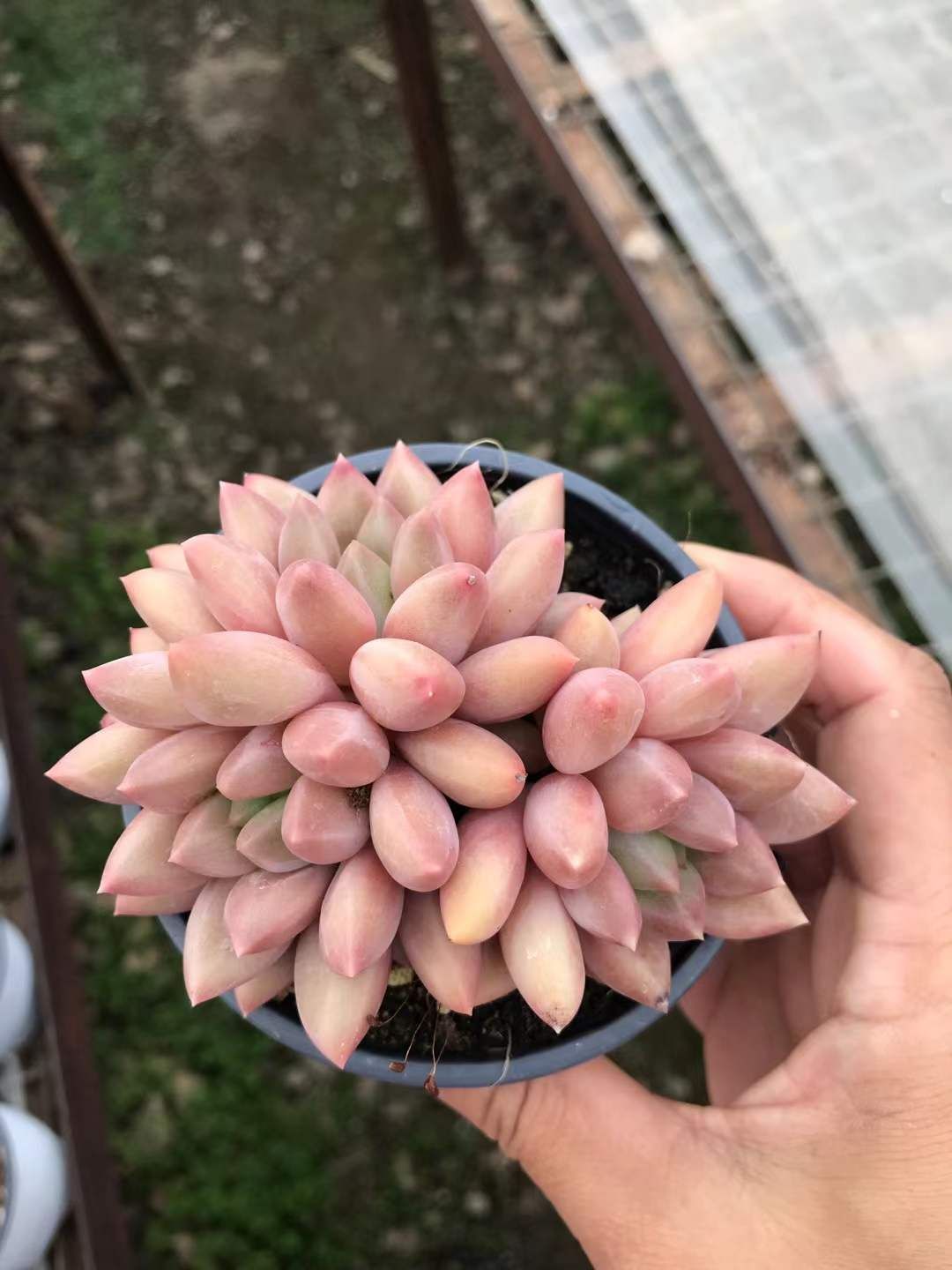 18株の抜き苗セット 金魚姫 多肉植物 佐川急便発送 エケベリア 韓国苗 SKL 1278