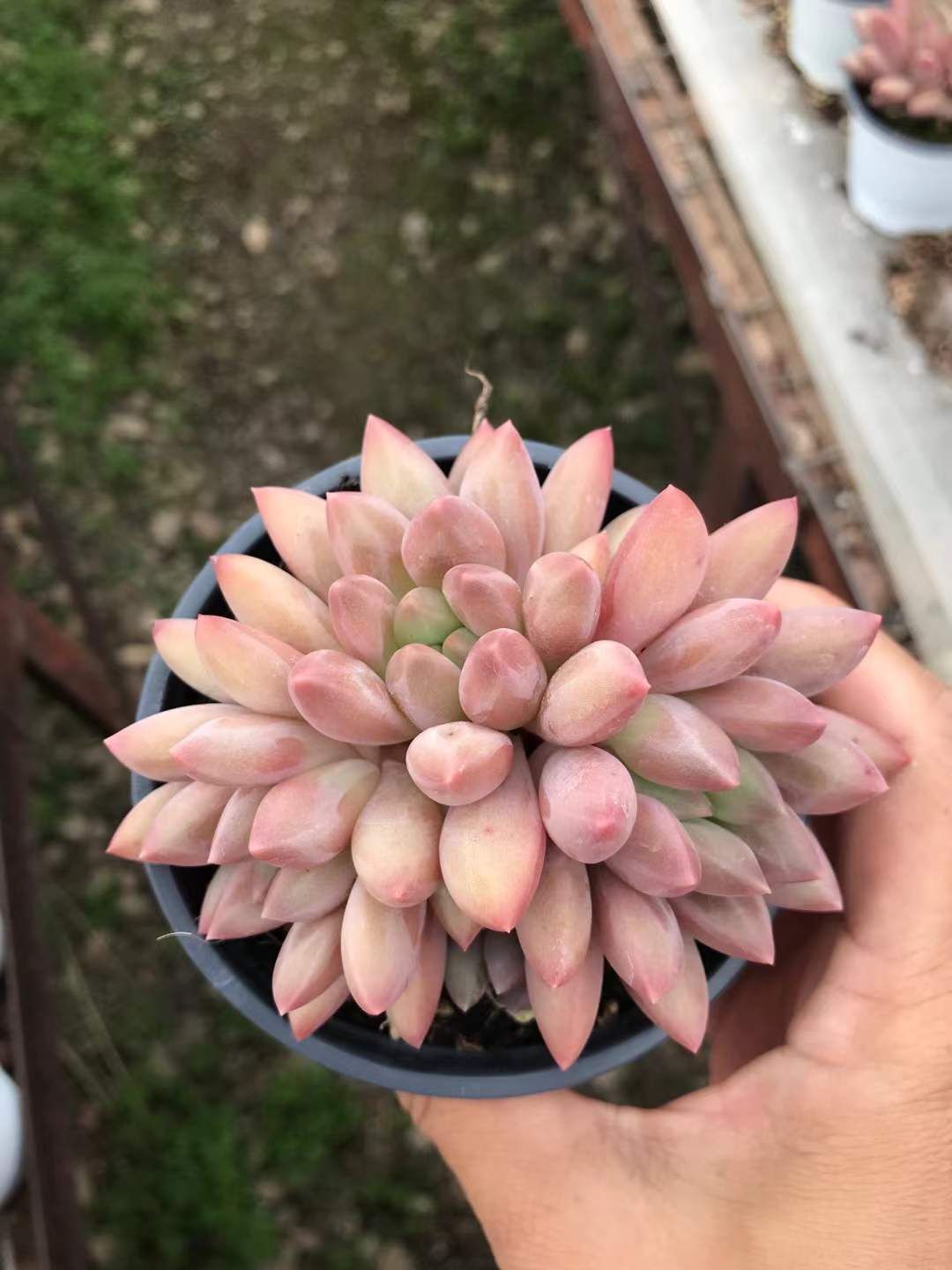 18株の抜き苗セット 金魚姫 多肉植物 佐川急便発送 エケベリア 韓国苗 SKL 1278