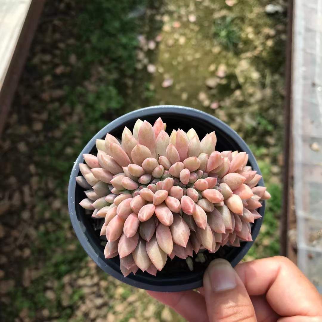 18株の抜き苗セット アリエル石化 多肉植物 佐川急便発送 エケベリア 韓国苗 SKL 1276