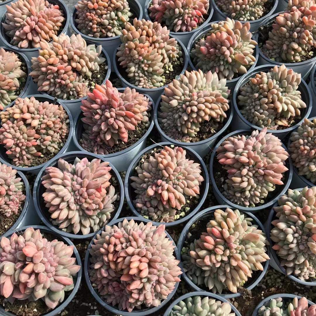 18株の抜き苗セット】アリエル石化 多肉植物 佐川急便発送 節約