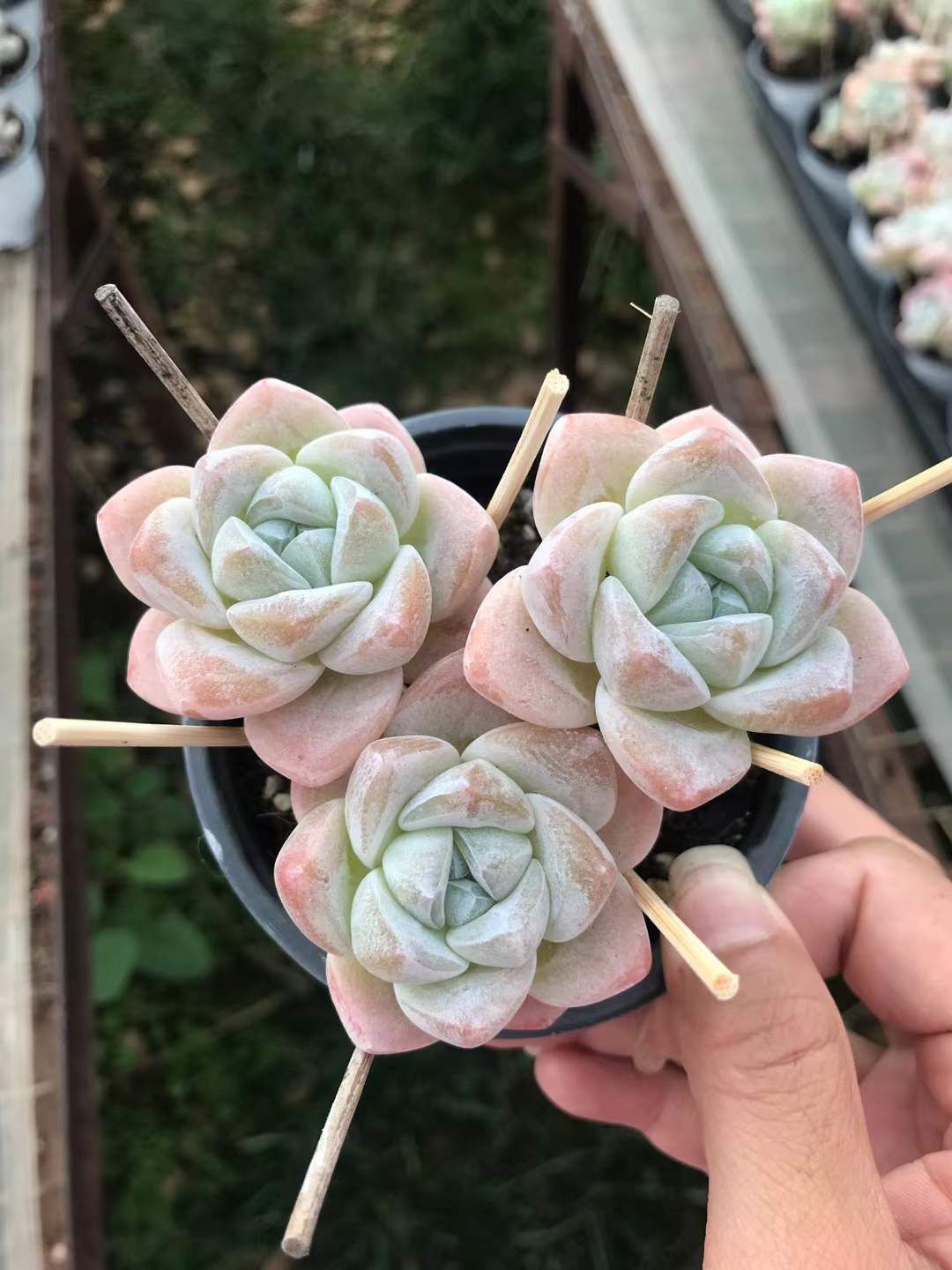 18株の抜き苗セット グリーンアイス 多肉植物 佐川急便発送 エケベリア 韓国苗 SKL 1275