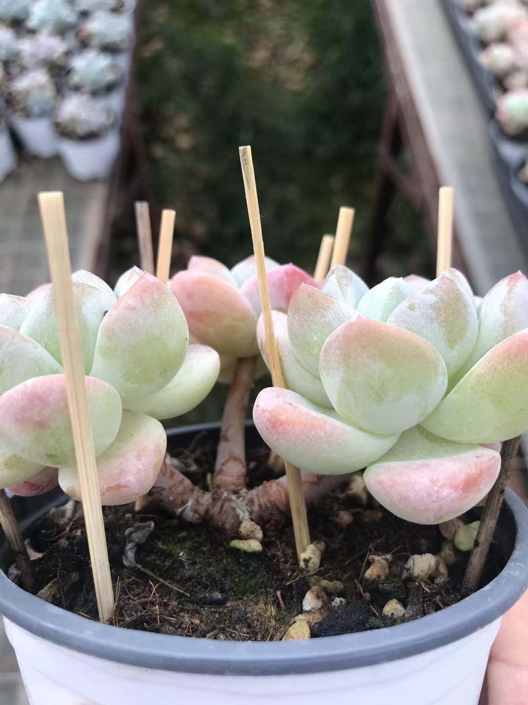 18株の抜き苗セット グリーンアイス 多肉植物 佐川急便発送 エケベリア 韓国苗 SKL 1275