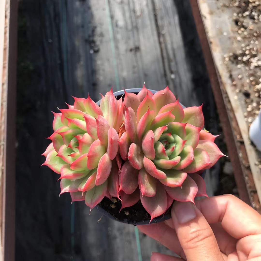 18株の抜き苗セット レッドスター 多肉植物 佐川急便発送 エケベリア 韓国苗 SKL 1273