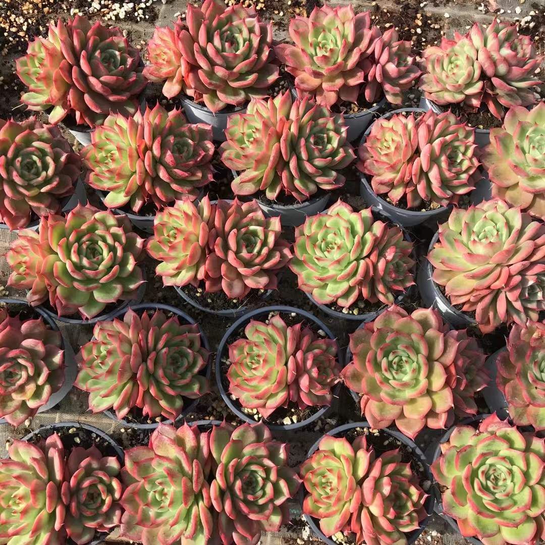 18株の抜き苗セット レッドスター 多肉植物 佐川急便発送 エケベリア 韓国苗 SKL 1273 大型観葉 ミックスグリーン