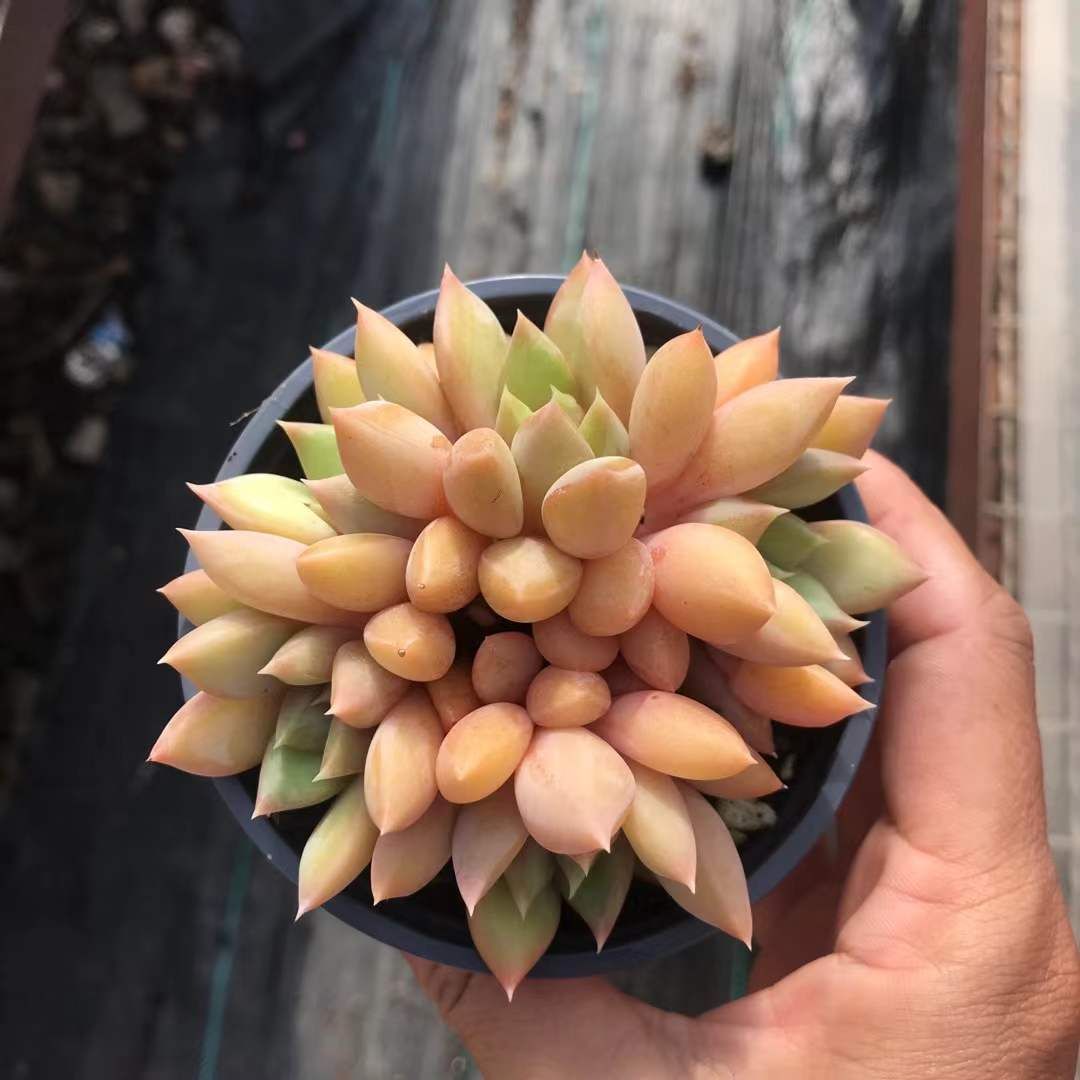 18株の抜き苗セット ゴールドアイボリー 多肉植物 佐川急便発送 エケベリア 韓国苗 SKL 1272