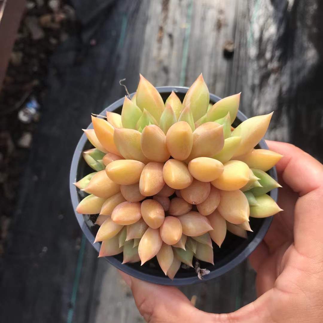 18株の抜き苗セット ゴールドアイボリー 多肉植物 佐川急便発送 エケベリア 韓国苗 SKL 1272