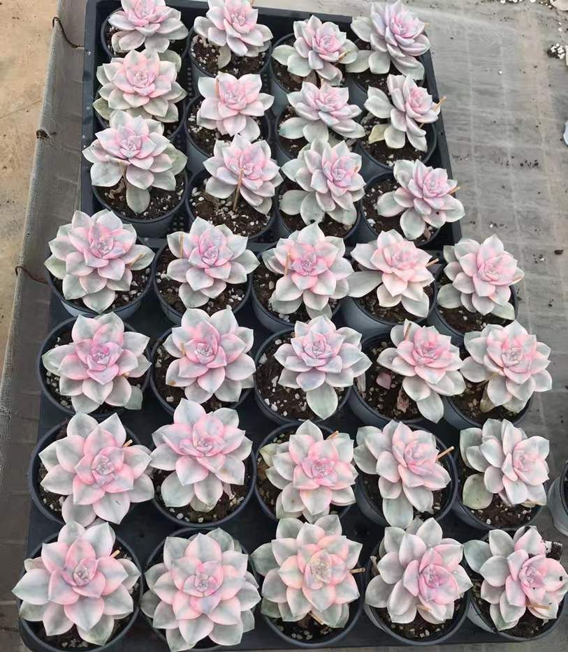 18株の抜き苗セット】パープルディライト錦 多肉植物 佐川急便発送