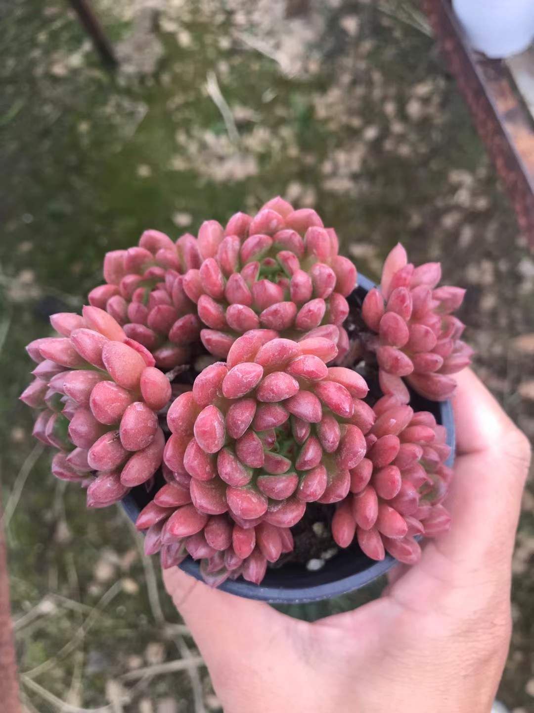 18株の抜き苗セット ルビー 多肉植物 佐川急便発送 エケベリア 韓国苗 SKL 1270