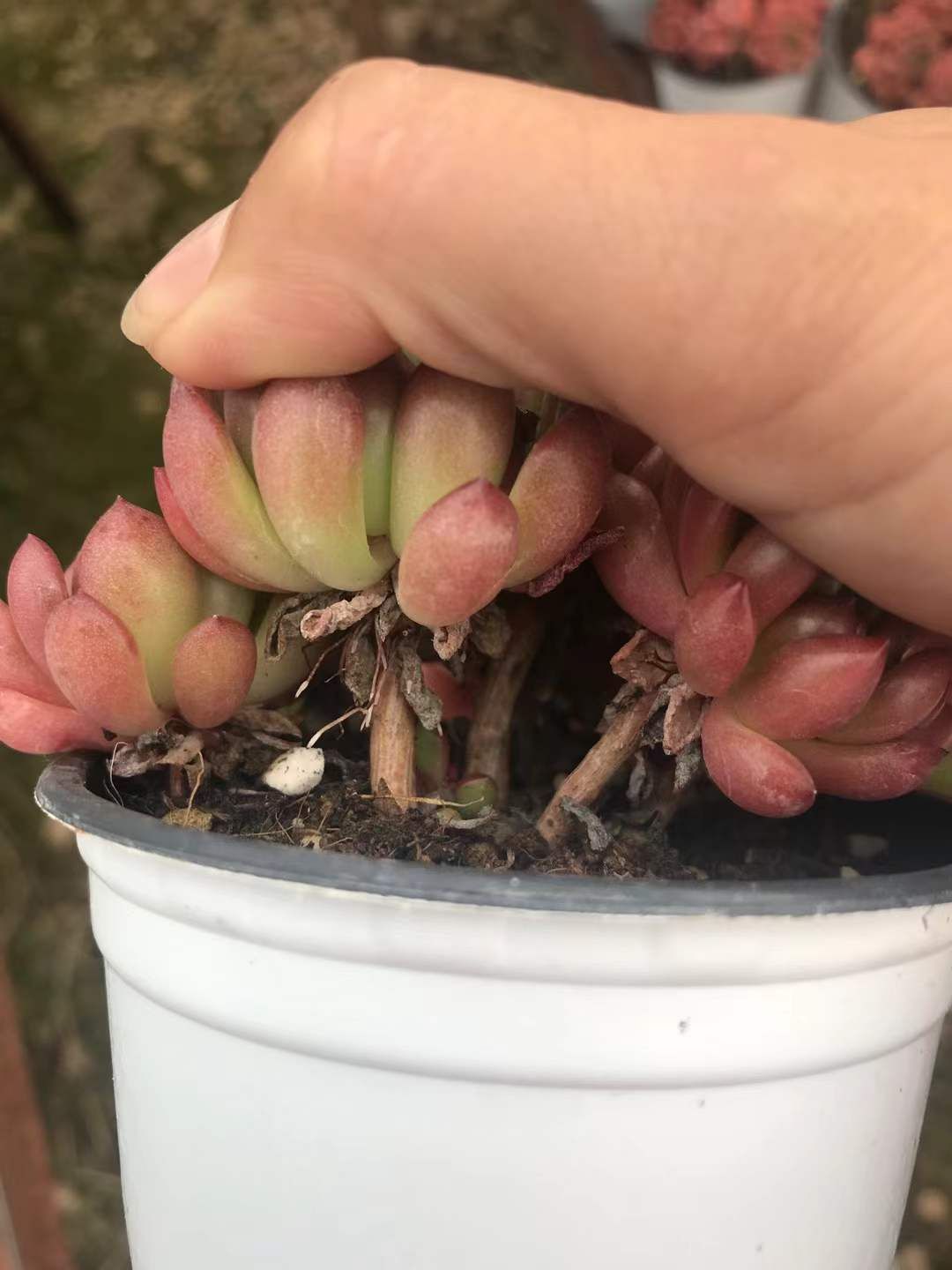 18株の抜き苗セット ルビー 多肉植物 佐川急便発送 エケベリア 韓国苗 SKL 1270