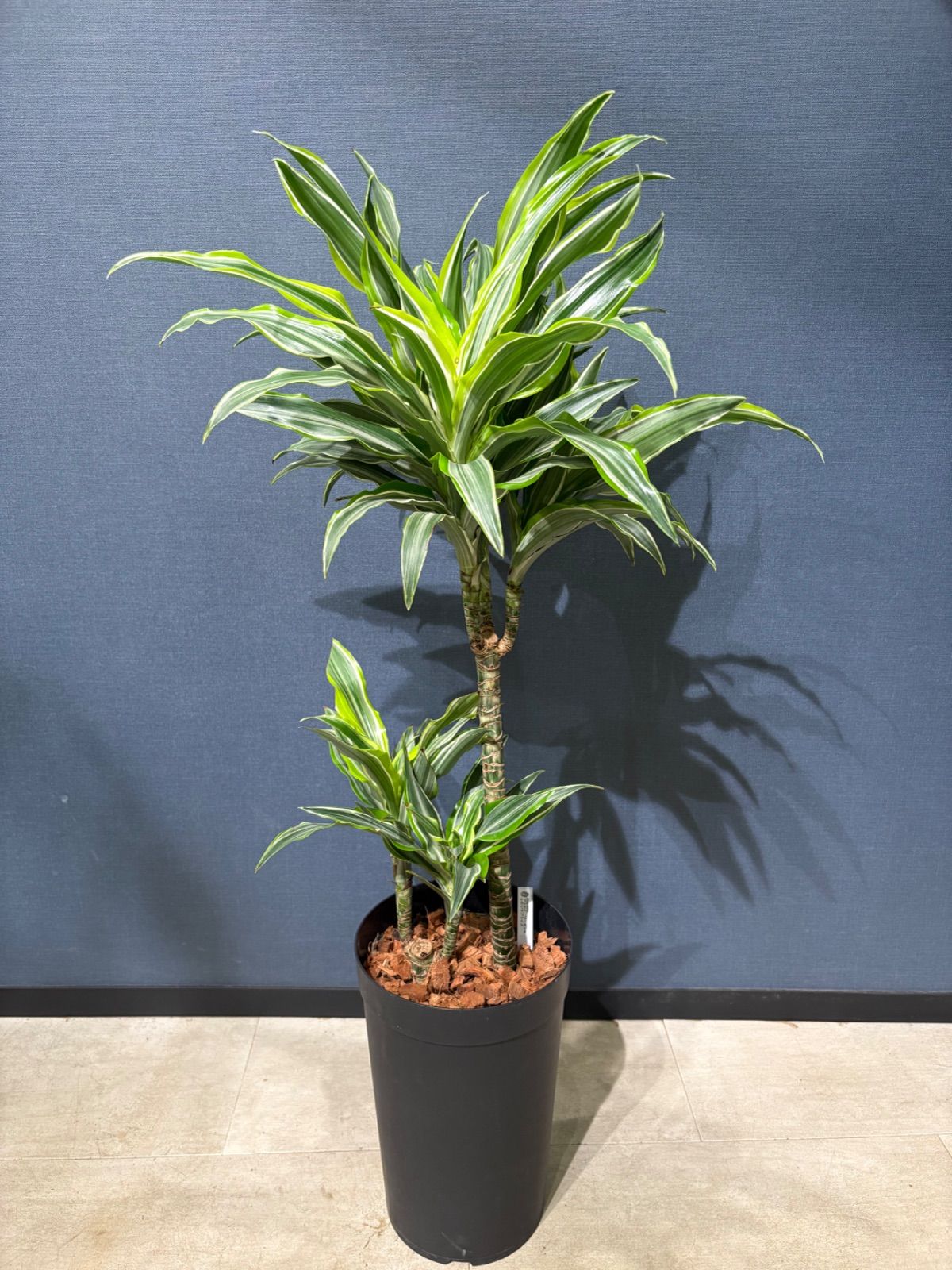 ワーネッキ レモンサプライズ ７号