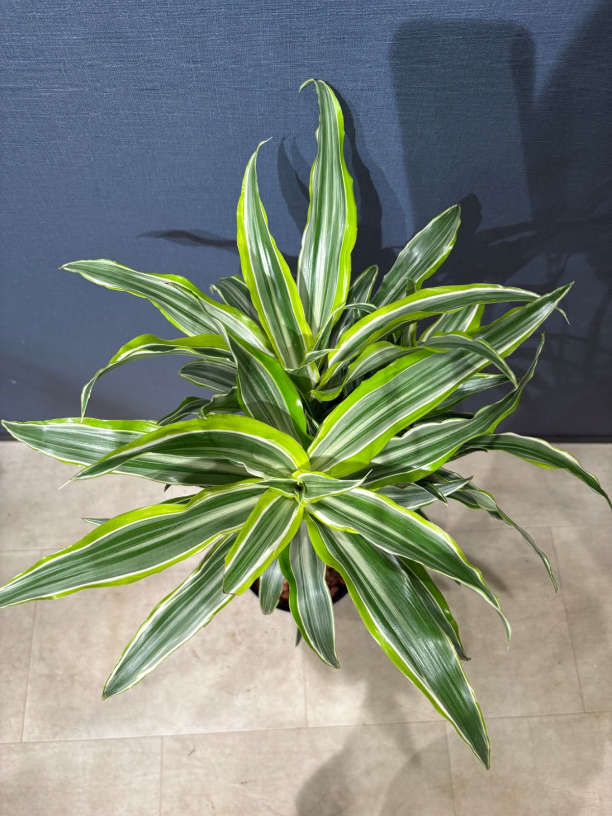 ワーネッキ レモンサプライズ ７号