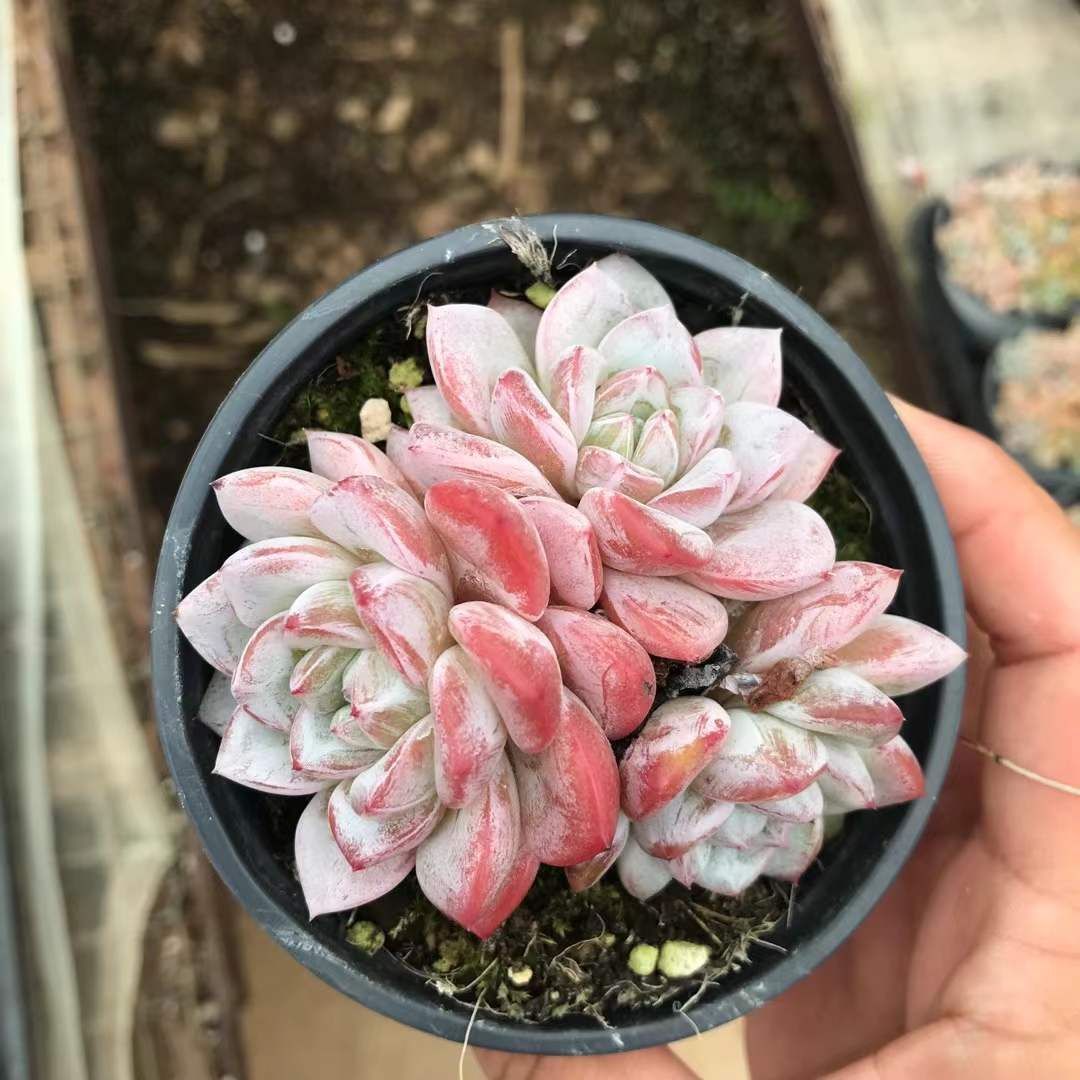 18株の抜き苗セット ウェイテ 多肉植物 佐川急便発送 エケベリア 韓国苗 SKL 1266