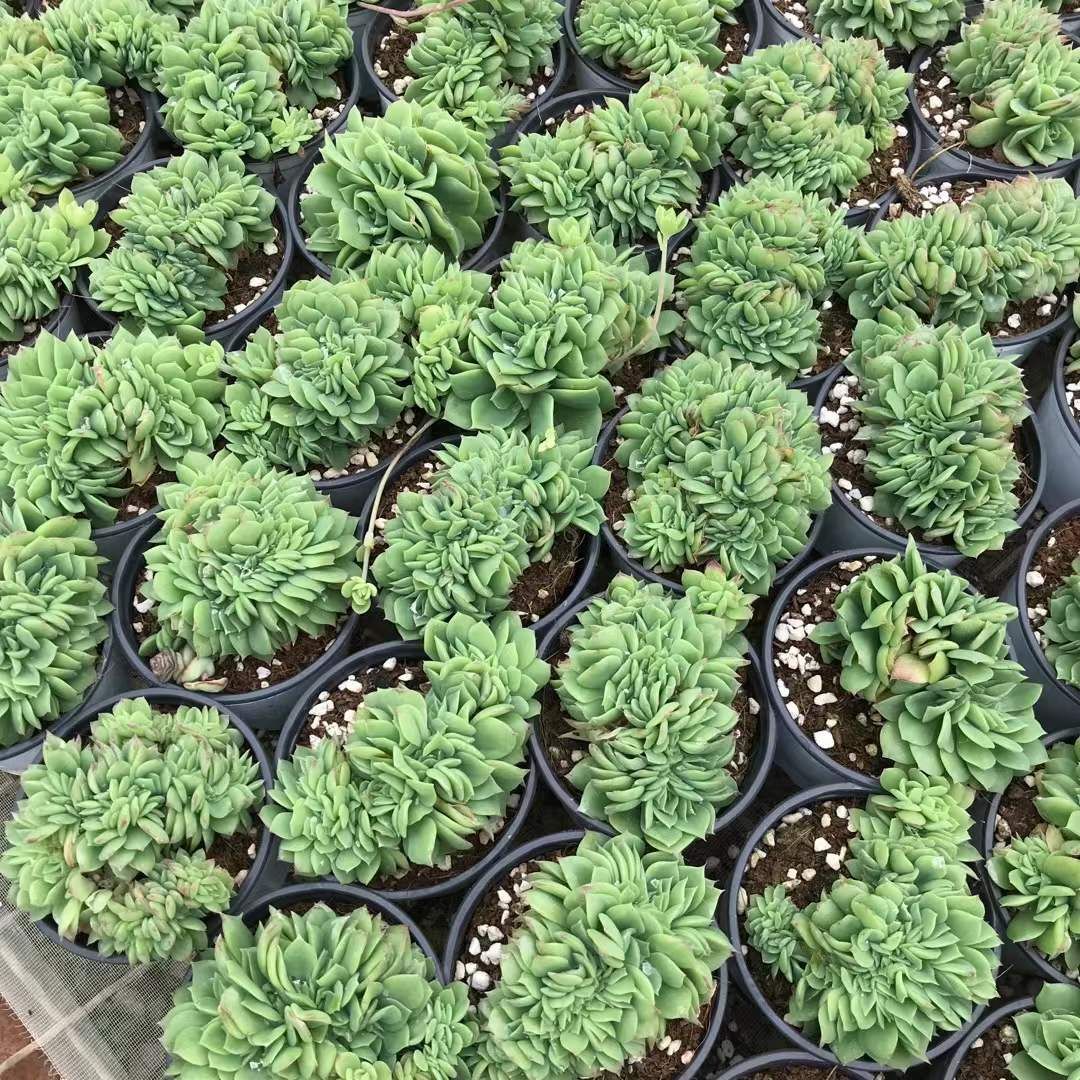 18株の抜き苗セット グリーンタワー石化 多肉植物 佐川急便発送 エケベリア 韓国苗 SKL 1256