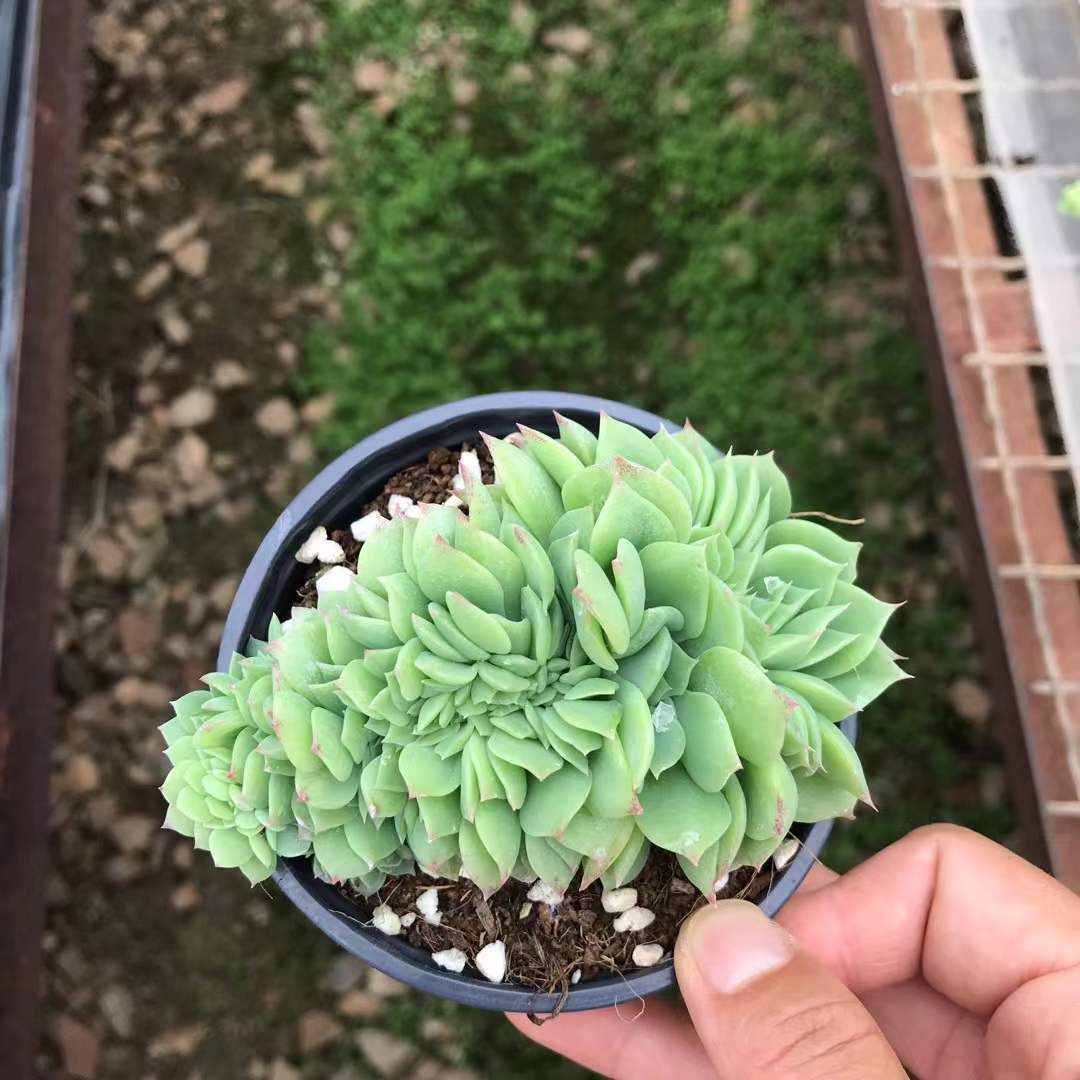 18株の抜き苗セット グリーンタワー石化 多肉植物 佐川急便発送 エケベリア 韓国苗 SKL 1256