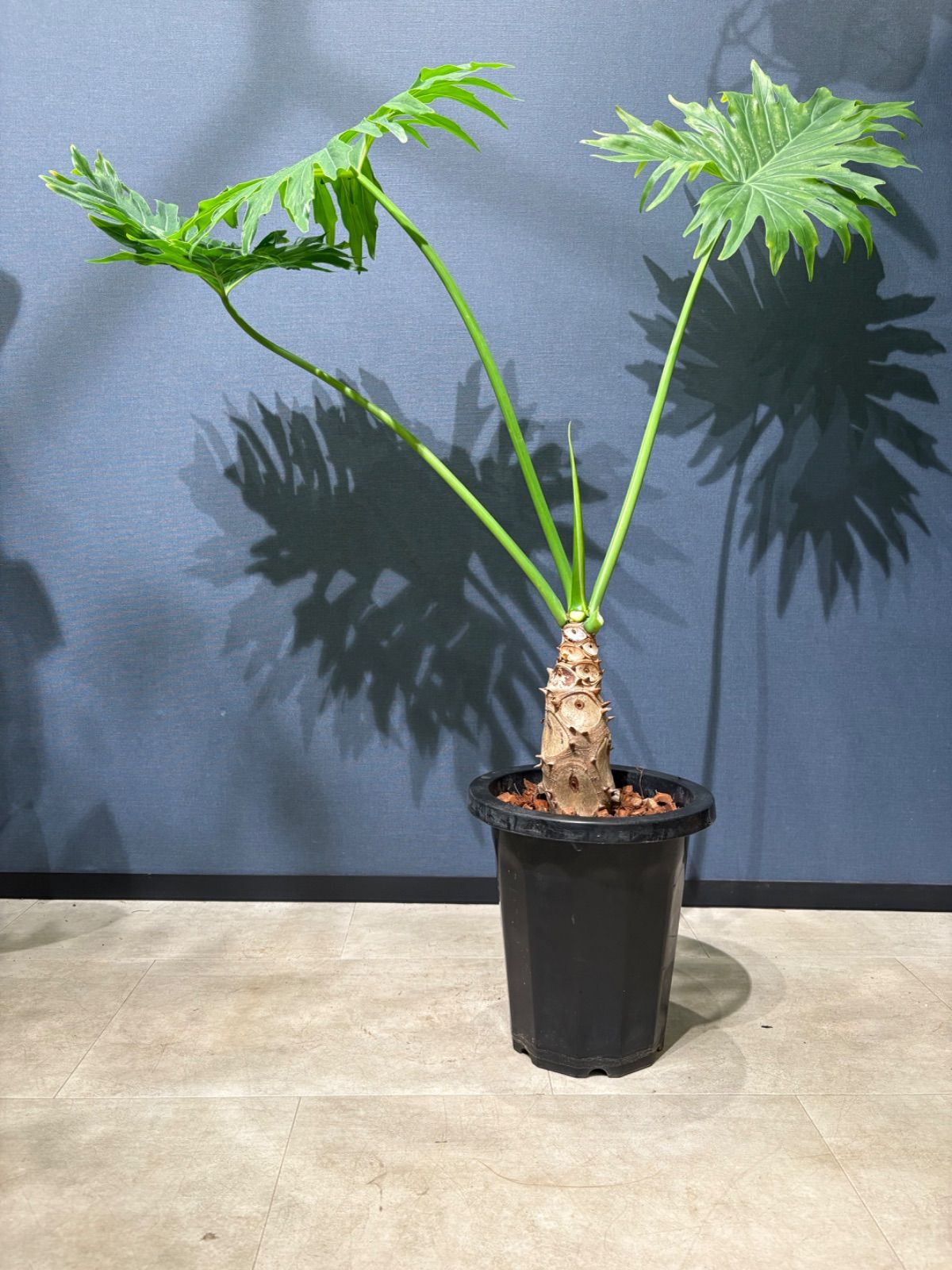 セローム　ドワーフ　8号鉢つき　3株植え❗ セローム ドワーフ 8号鉢つき 3株植え❗