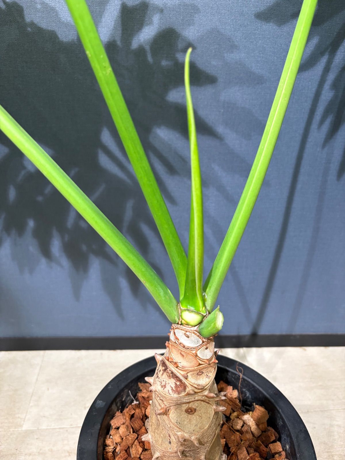 セローム根上がり 8号 - メルカリ