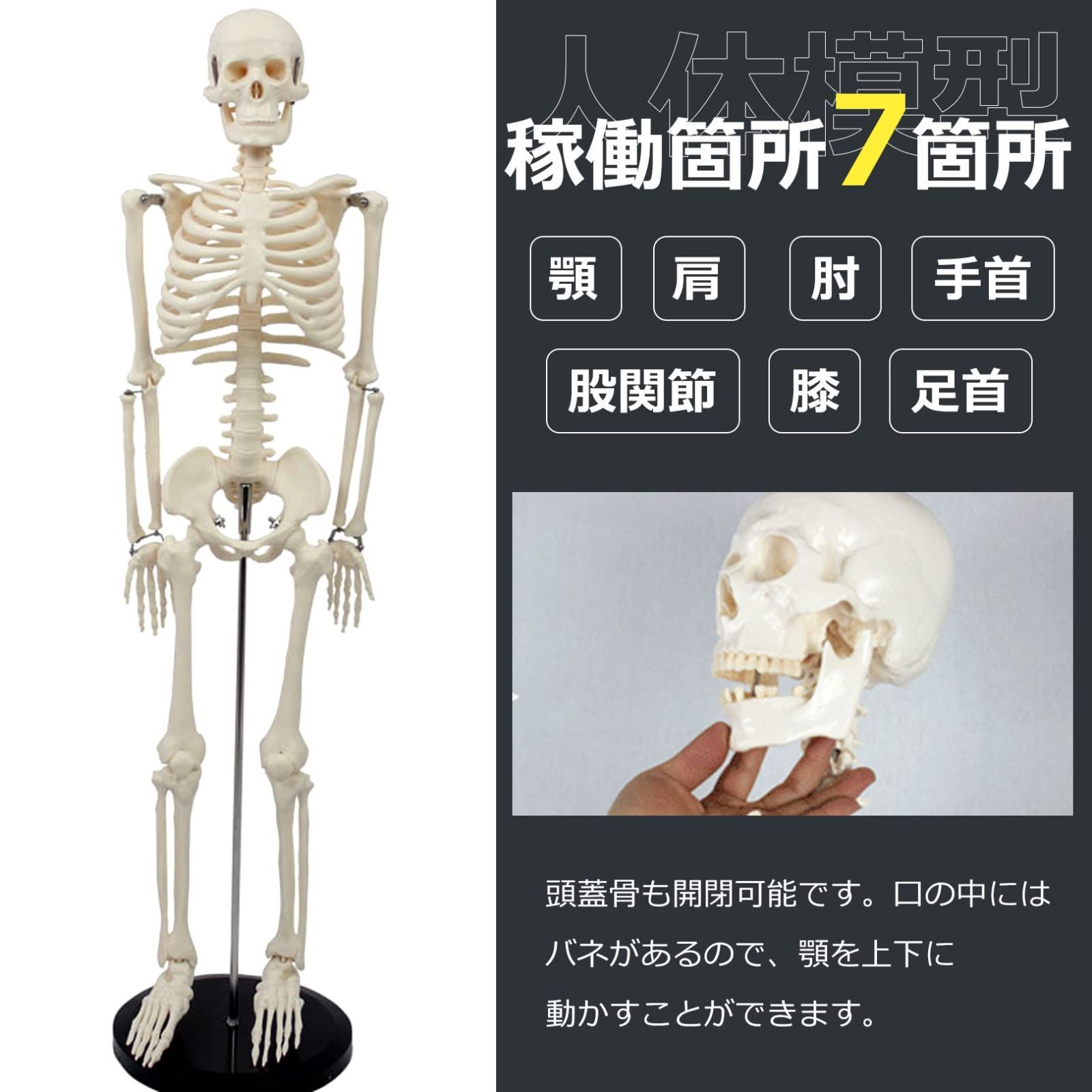 人気商品】台座付き) スタンド(85cm 骨格 人体 教材 骸骨 関節可動