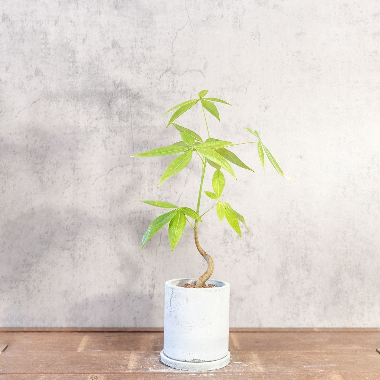 ビーストサーガ バーストコレクション vol.1 1カートン 24個セット