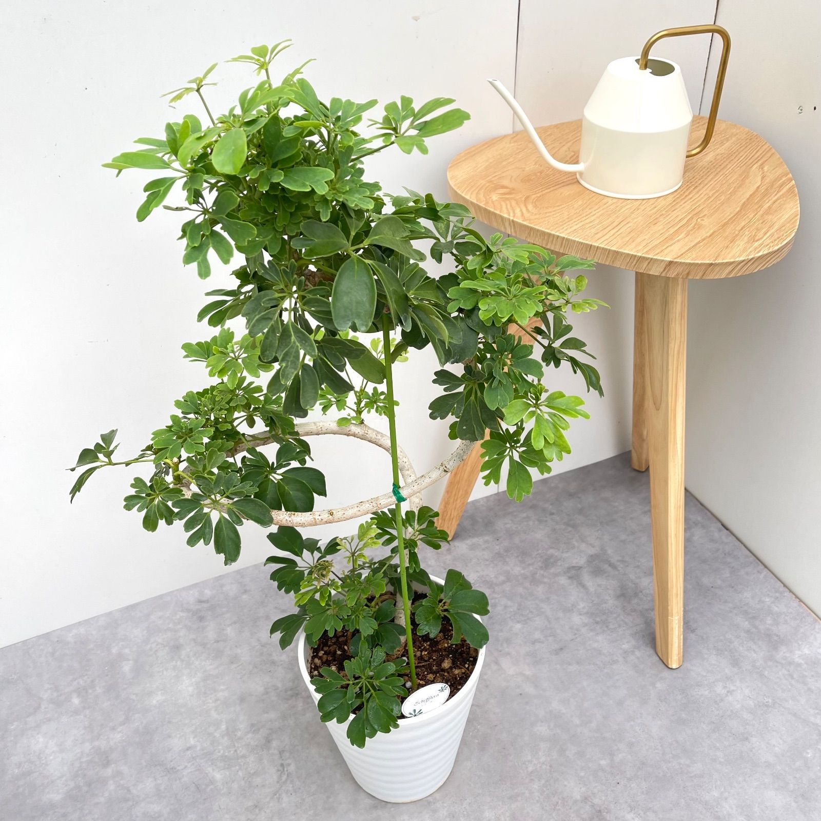 シェフレラ レナータ 10【現品】☆希少☆ 観葉植物 室内 7号 - メルカリ