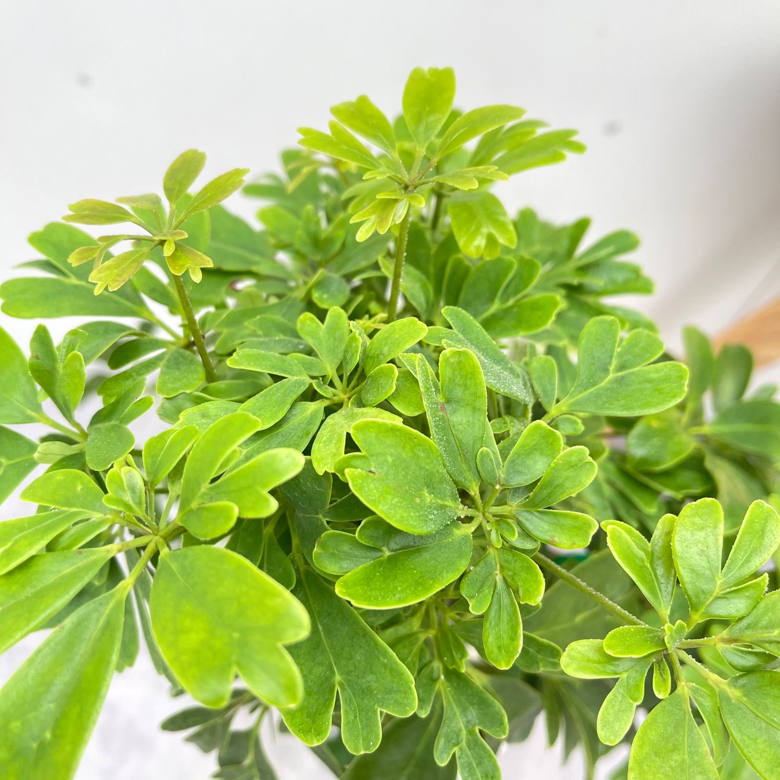 シェフレラ レナータ 10【現品】☆希少☆ 観葉植物 室内 7号 - メルカリ