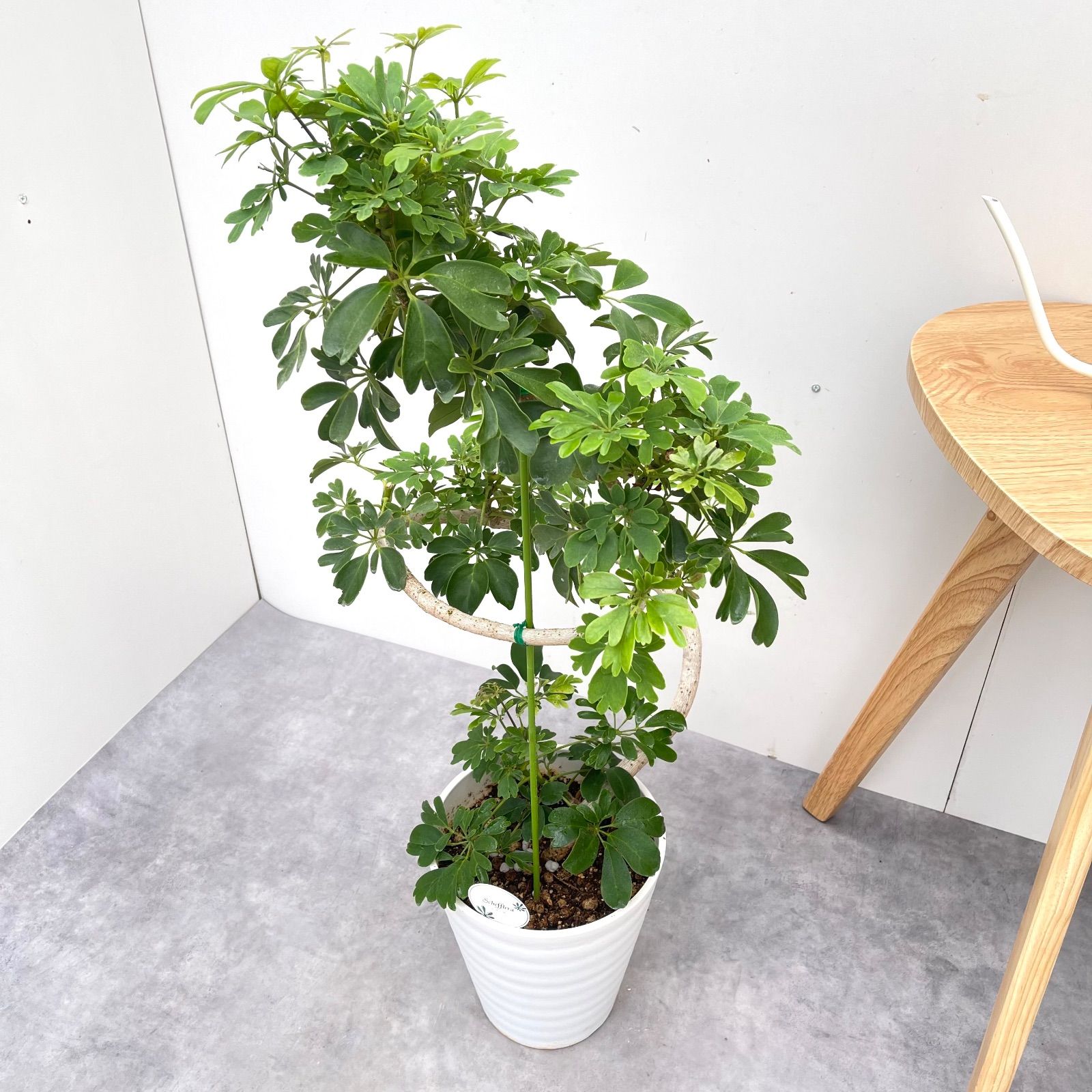 ☆シェフレラ レナータ♪ 96cm 7号♪ ボリューム◎ ☆シェフレラ レナータ♪ 7号 96cm♪ シェフレラ コンパクタ | 観葉