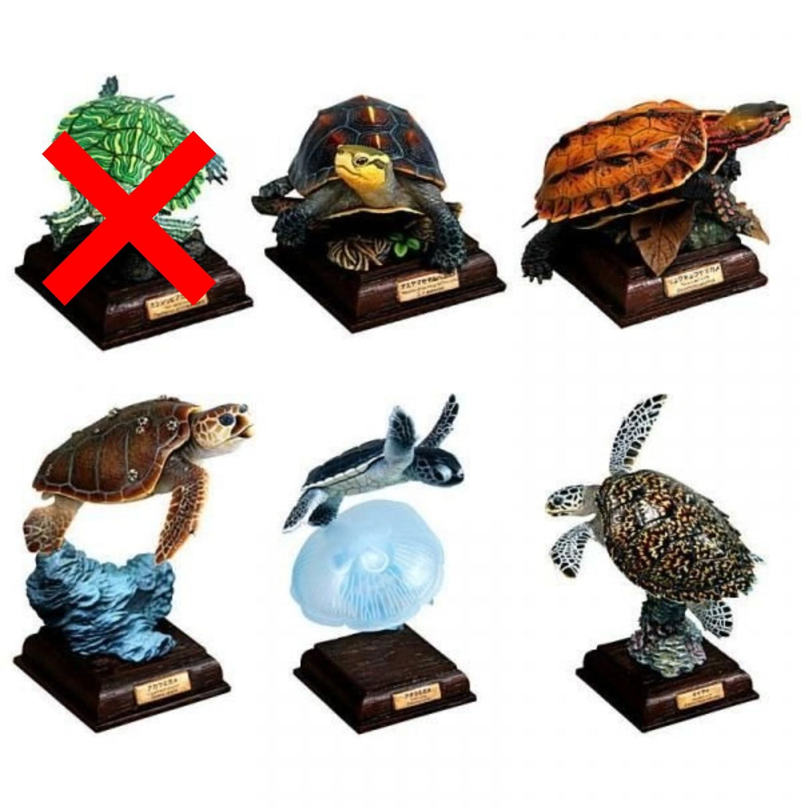 いきもん ネイチャーテクニカラー 日本のカメ 特装版 × アソート5種