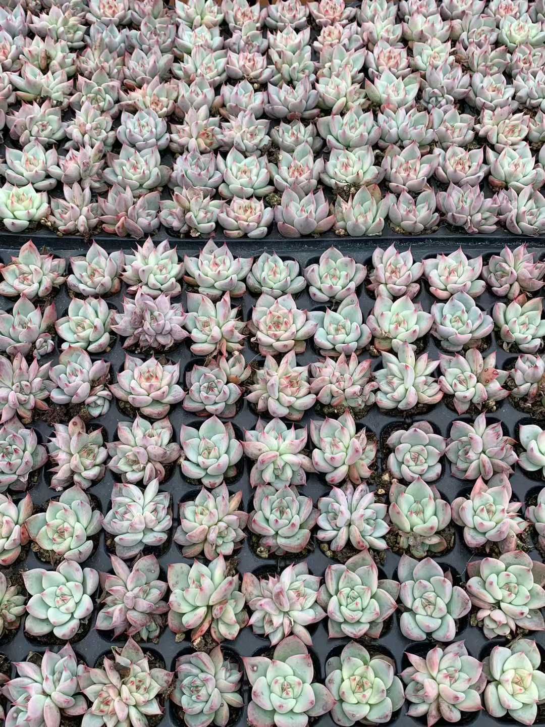 新入荷 XQS155×105苗 土付き 多肉植物 詰め合わせ エケベリア サボテン