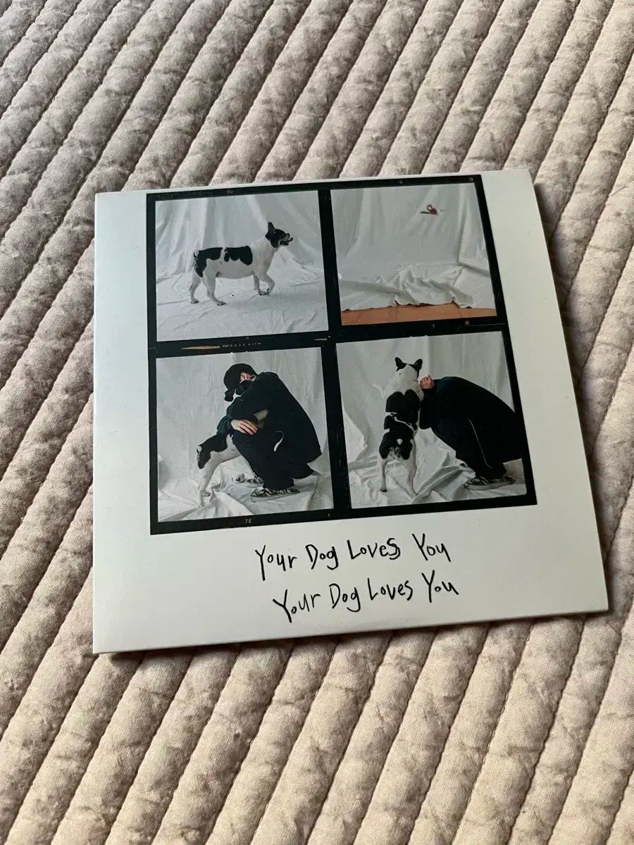 コールド Your Dog Loves You アルバム cd