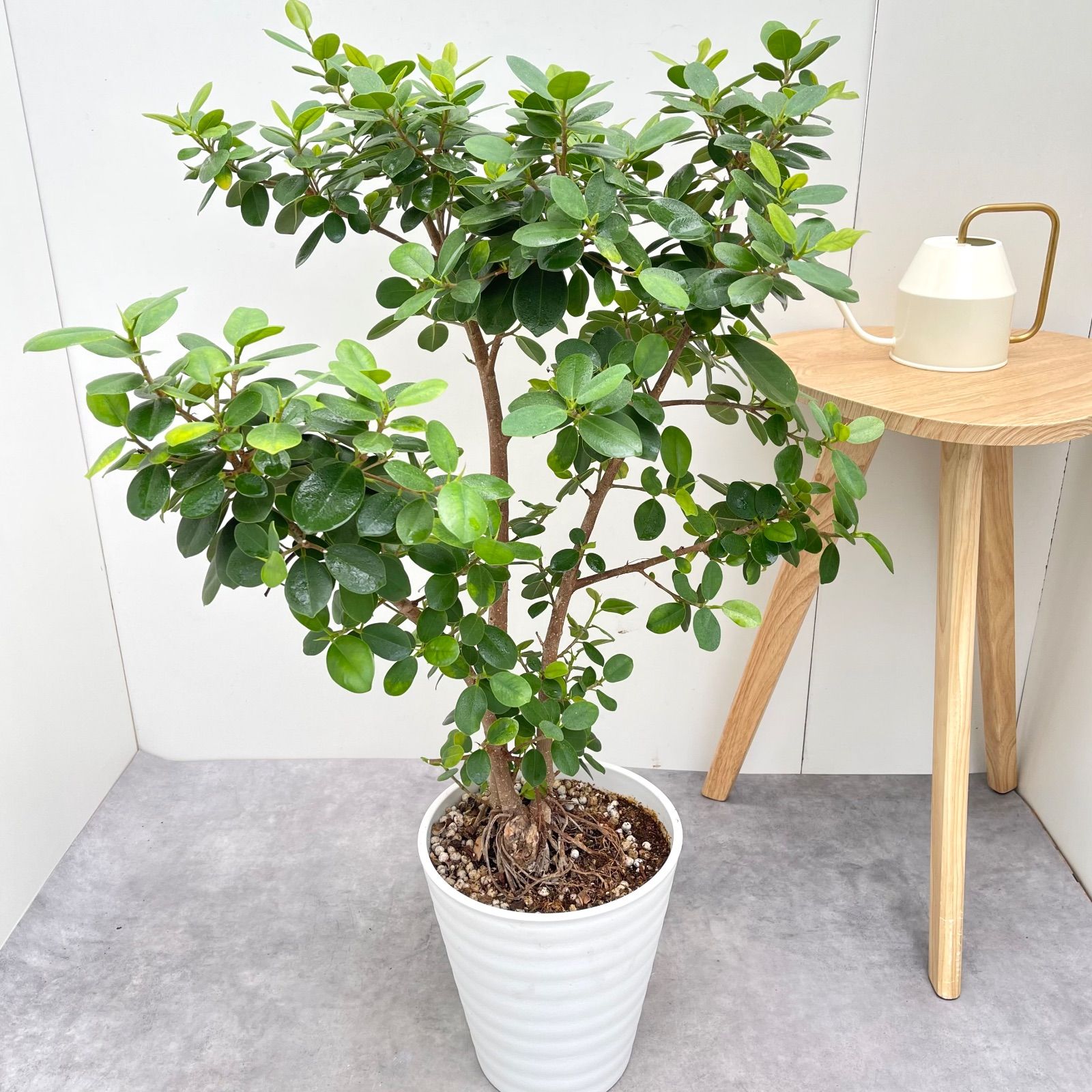 パンダガジュマル 3 現品 観葉植物 大型