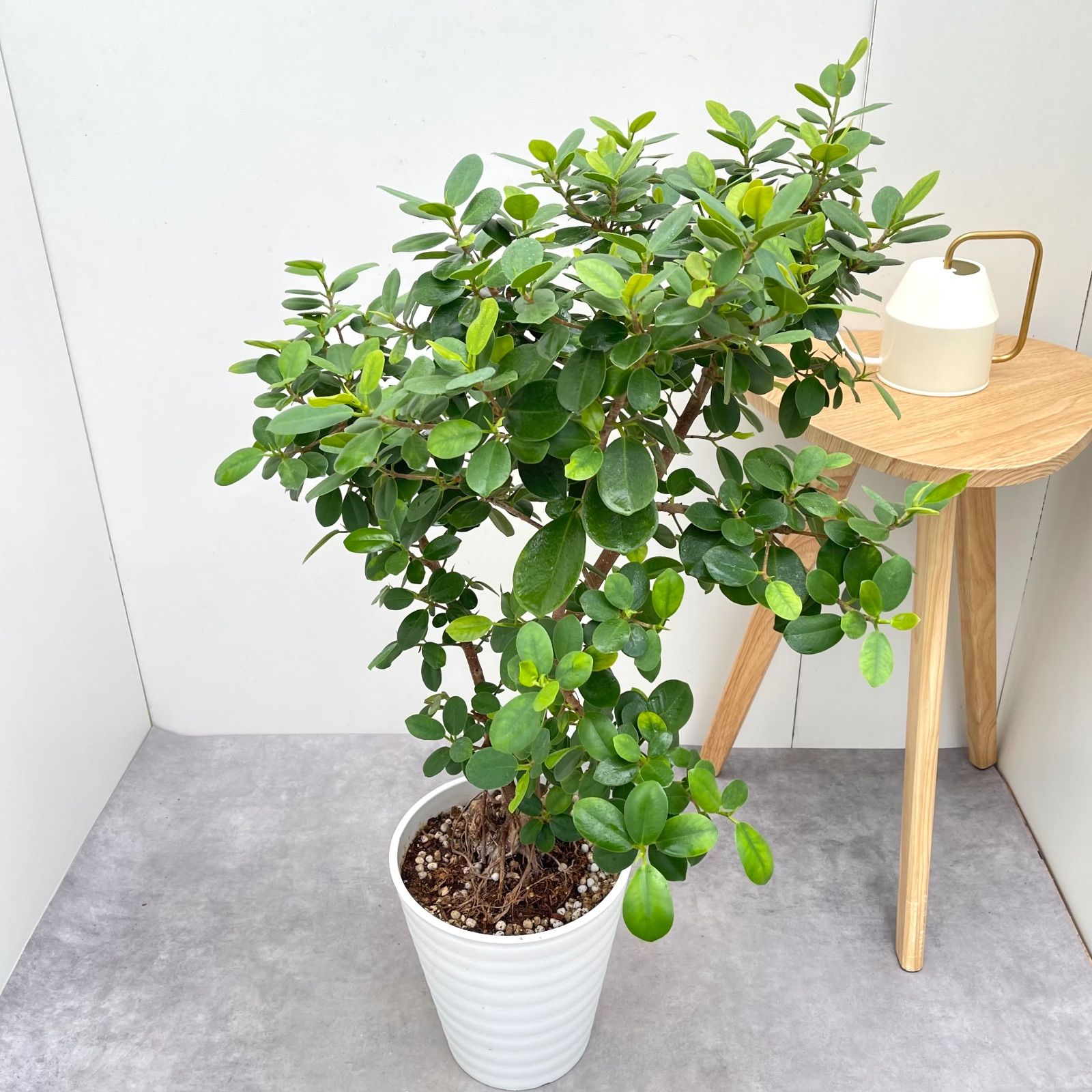 パンダガジュマル 3