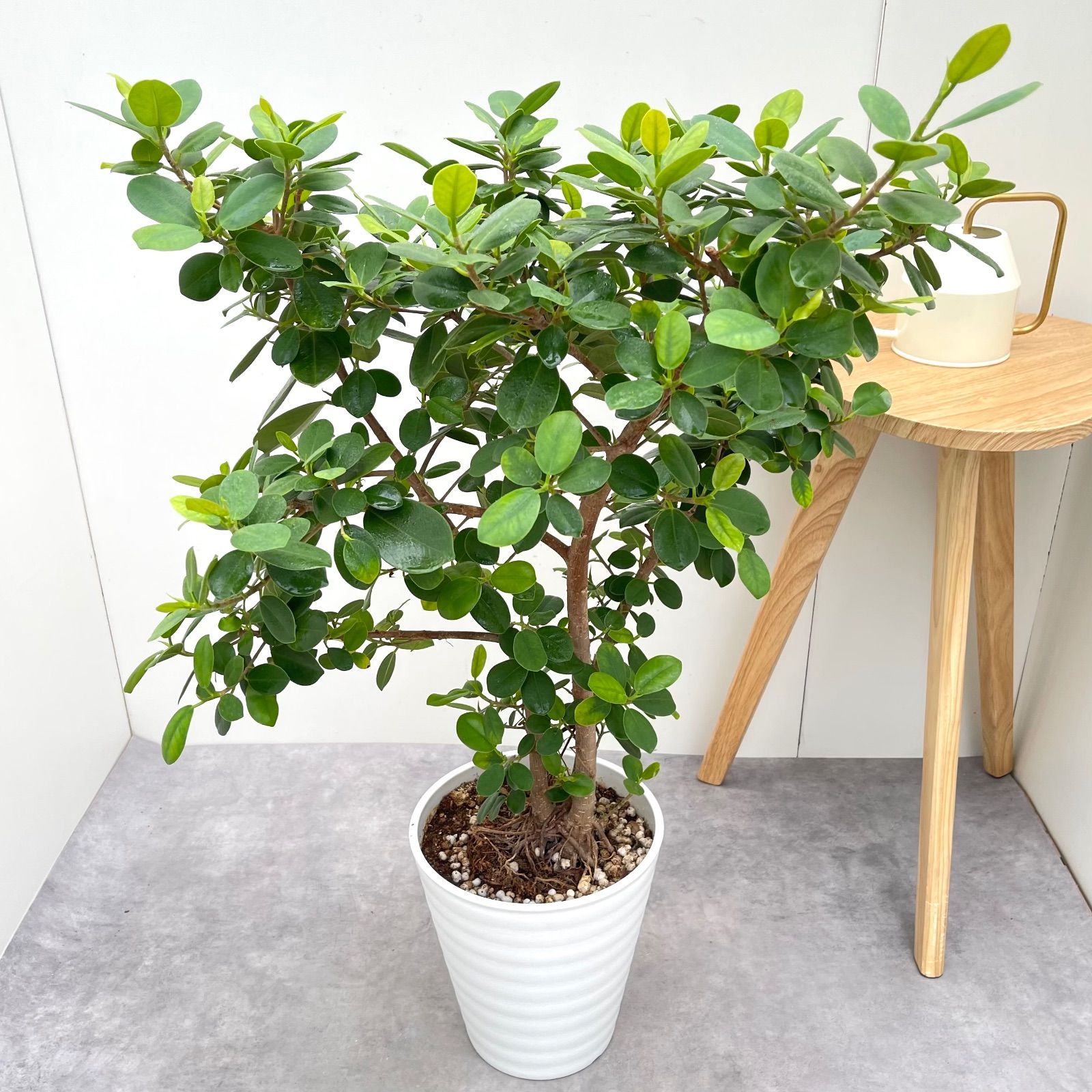 パンダガジュマル 3