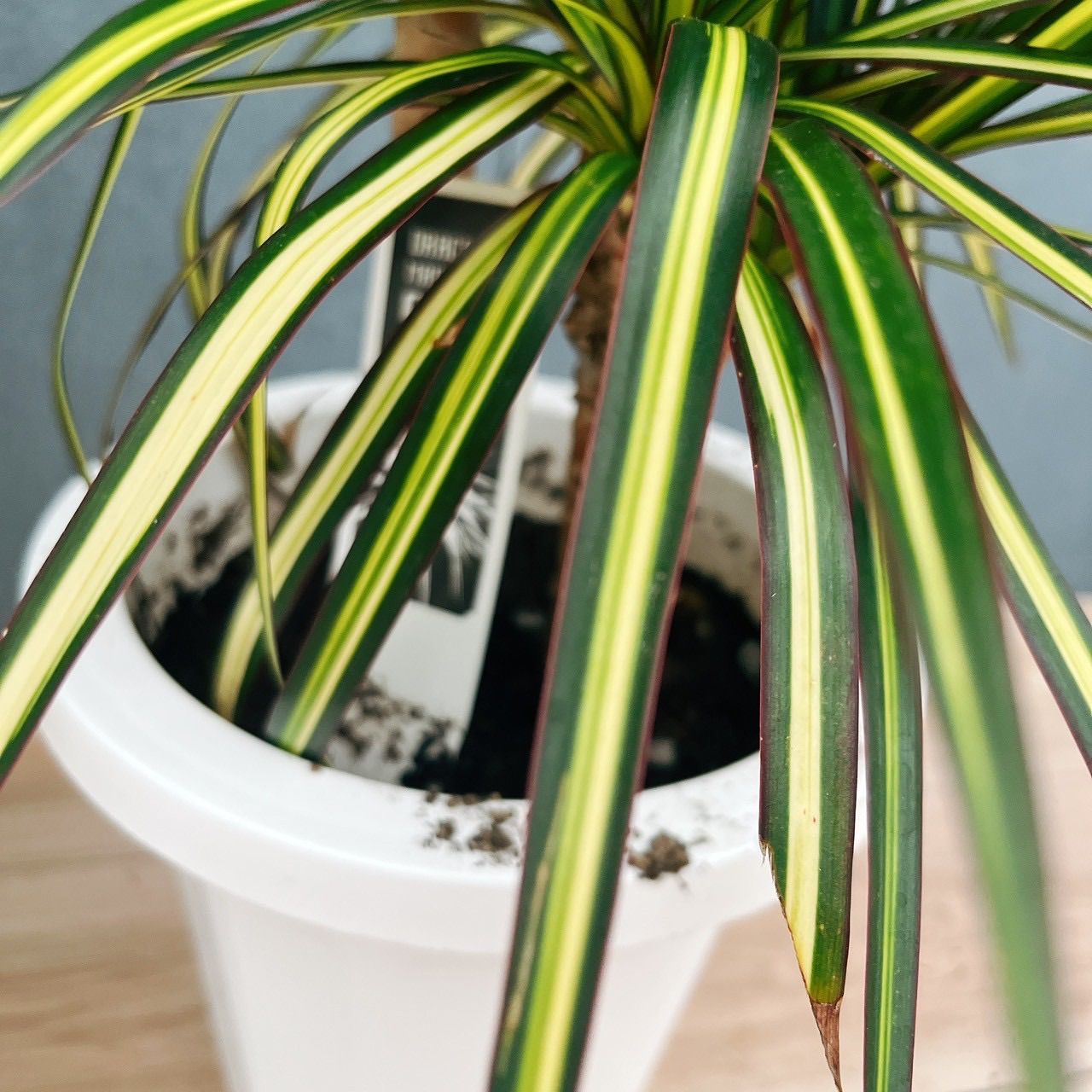 現品］【希少】1番 ドラセナ コンシンネ マジナータゴールド 7号 観葉