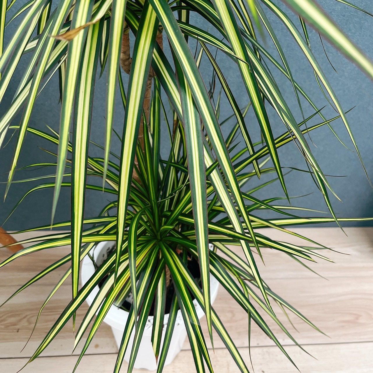 現品］【希少】1番 ドラセナ コンシンネ マジナータゴールド 7号 観葉