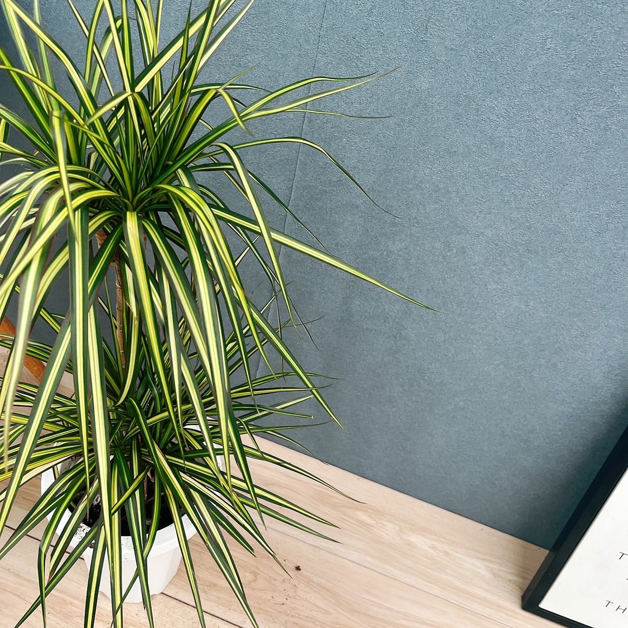 現品］【希少】1番 ドラセナ コンシンネ マジナータゴールド 7号 観葉