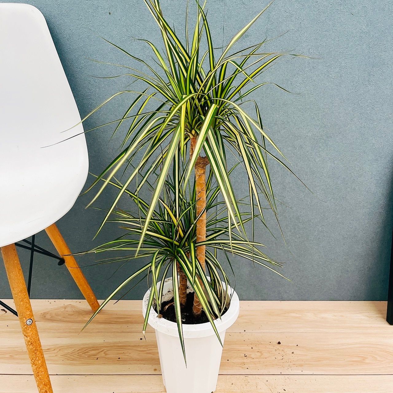 現品］【希少】1番 ドラセナ コンシンネ マジナータゴールド 7号 観葉