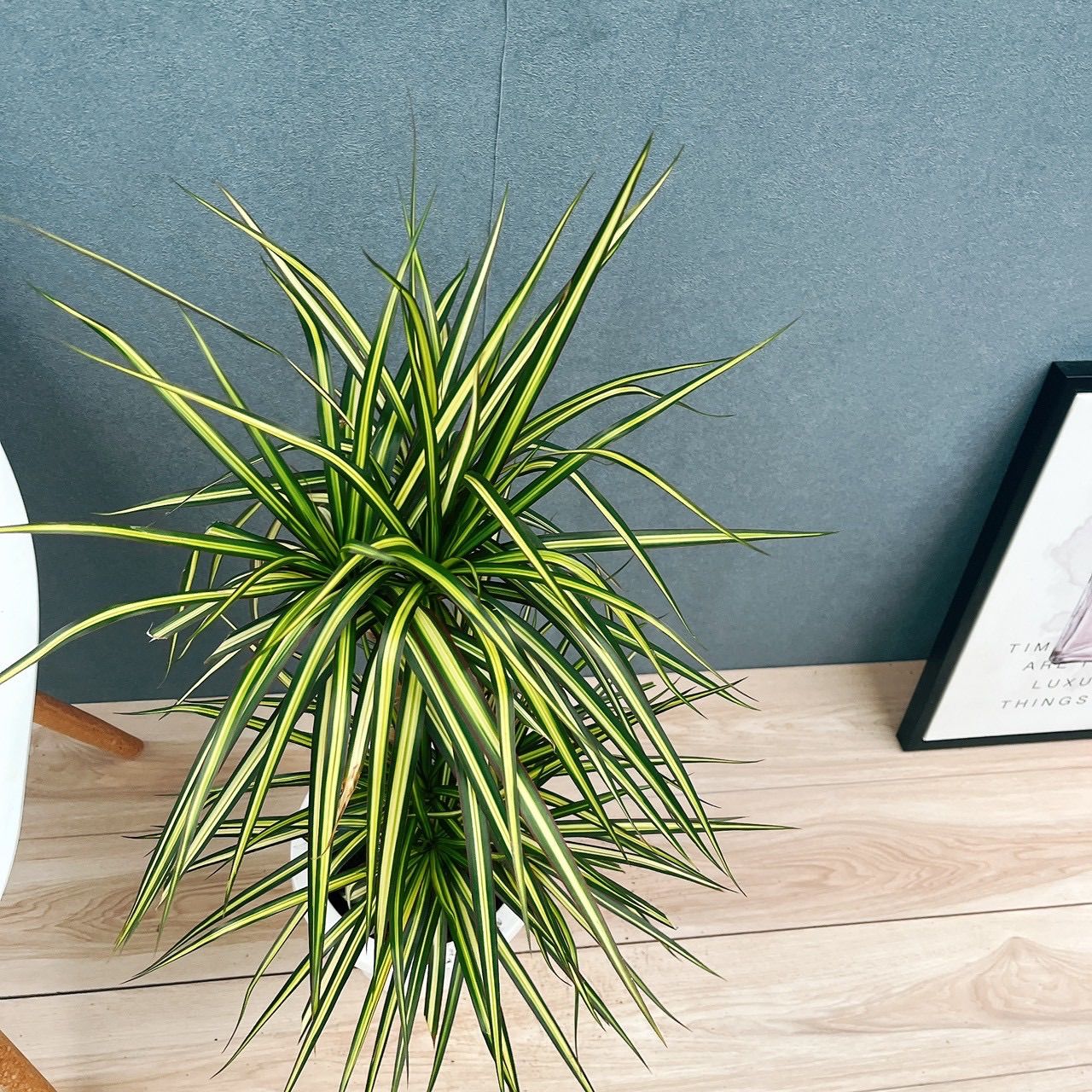 現品 1番 ドラセナ コンシンネ マジナータゴールド 7号 観葉植物 室内 斑入り かっこいい