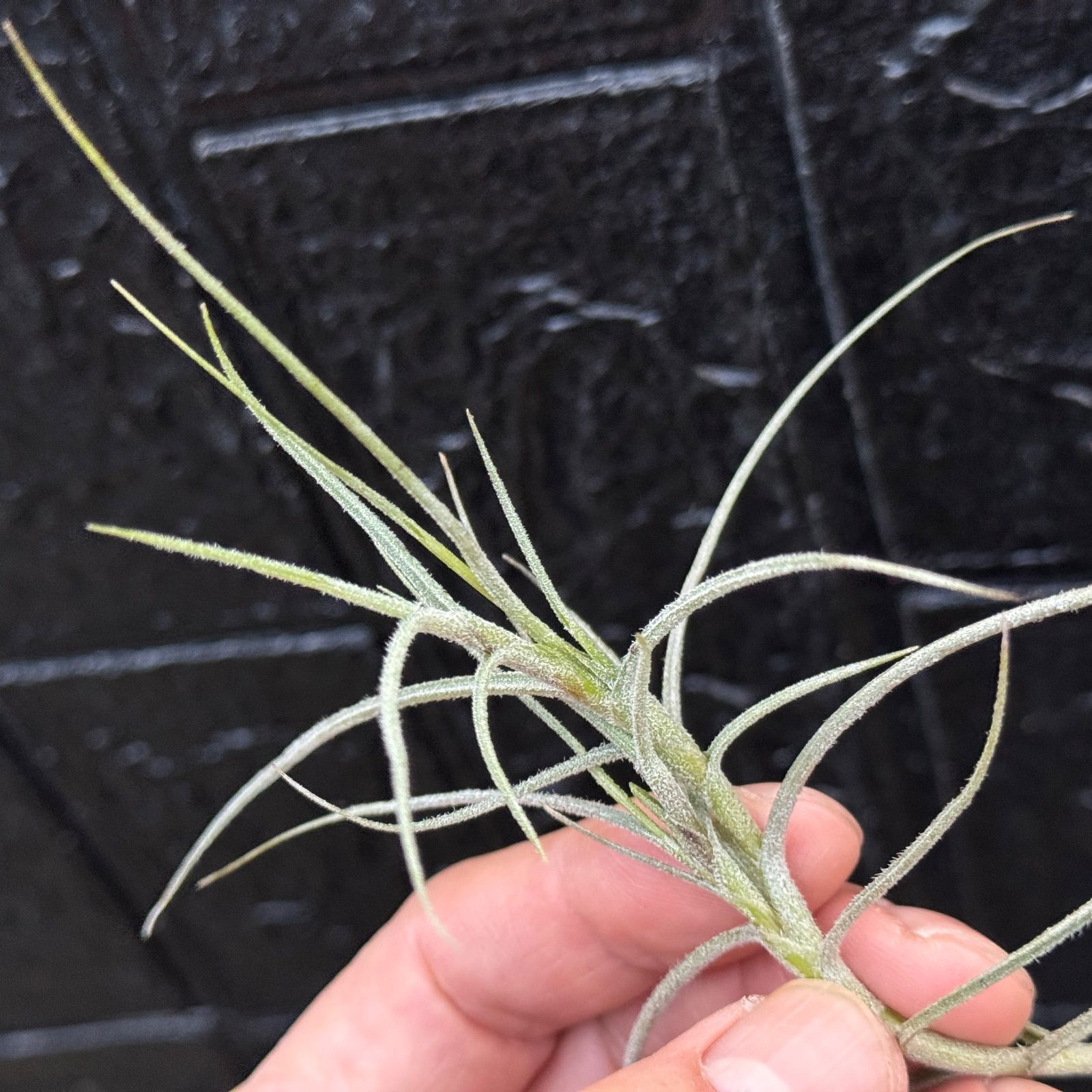 現品＊ 芳香花品種＊ 肉厚大＊ 来年開花見込株＊ チランジア マレ