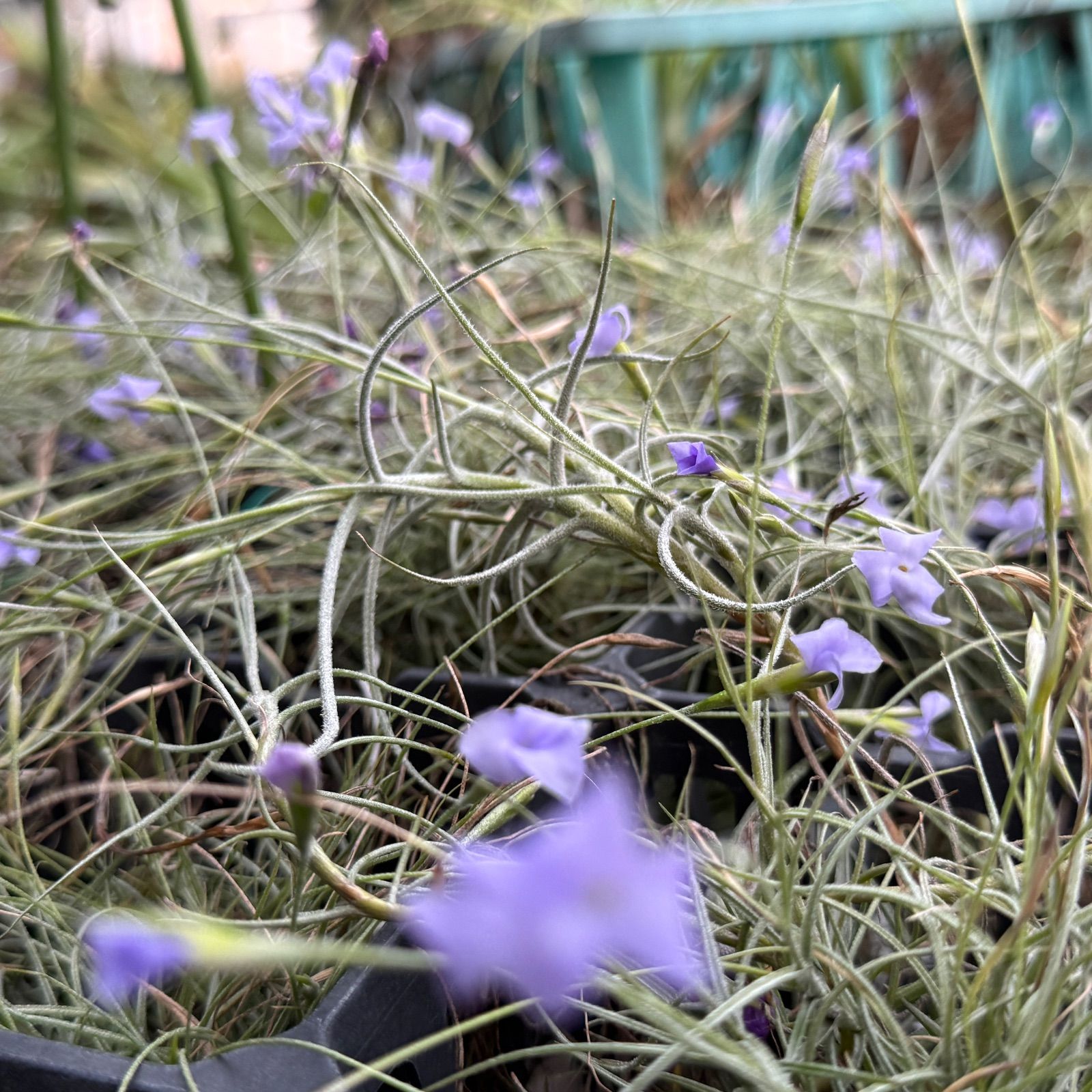 現品＊ 芳香花品種＊ 肉厚大＊ 来年開花見込株＊ チランジア マレ