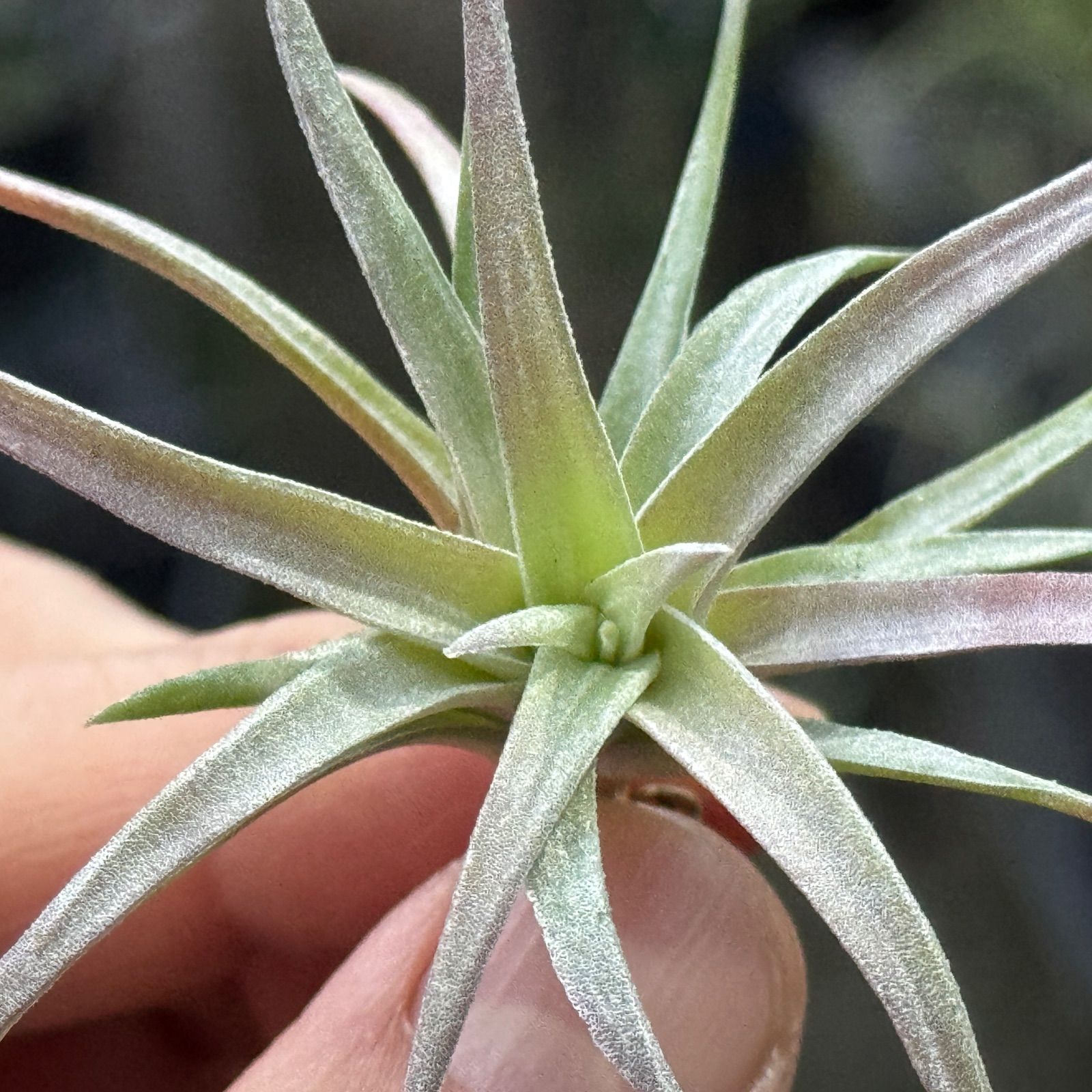 現品＊ ほんのりピンク＊ 3品種の特徴を感じる独特な質感＊ チランジア