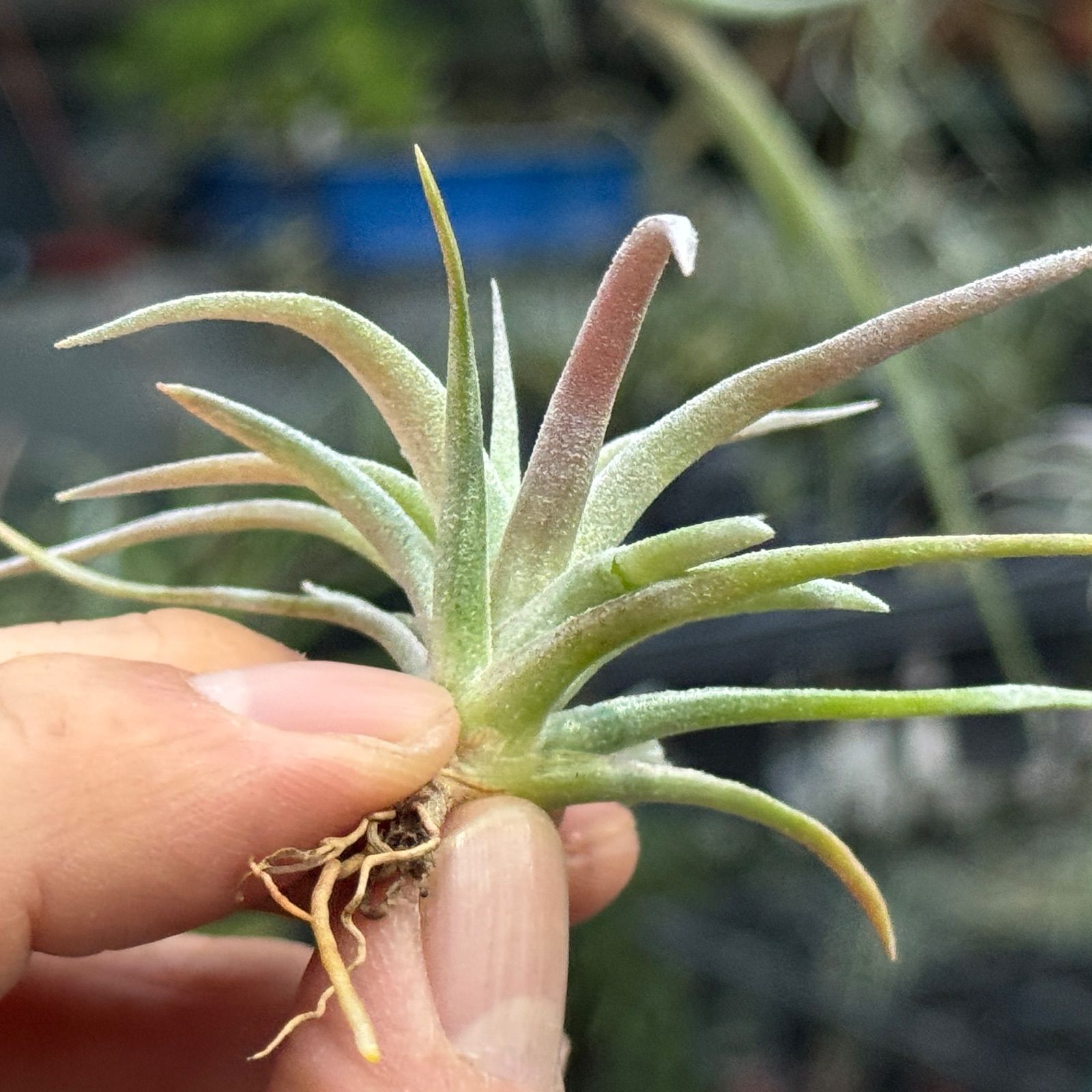 現品＊ ほんのりピンク＊ 3品種の特徴を感じる独特な質感＊ チランジア