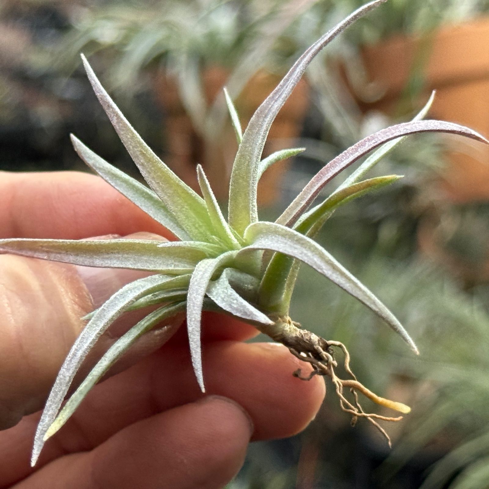 現品＊ ほんのりピンク＊ 3品種の特徴を感じる独特な質感＊ チランジア