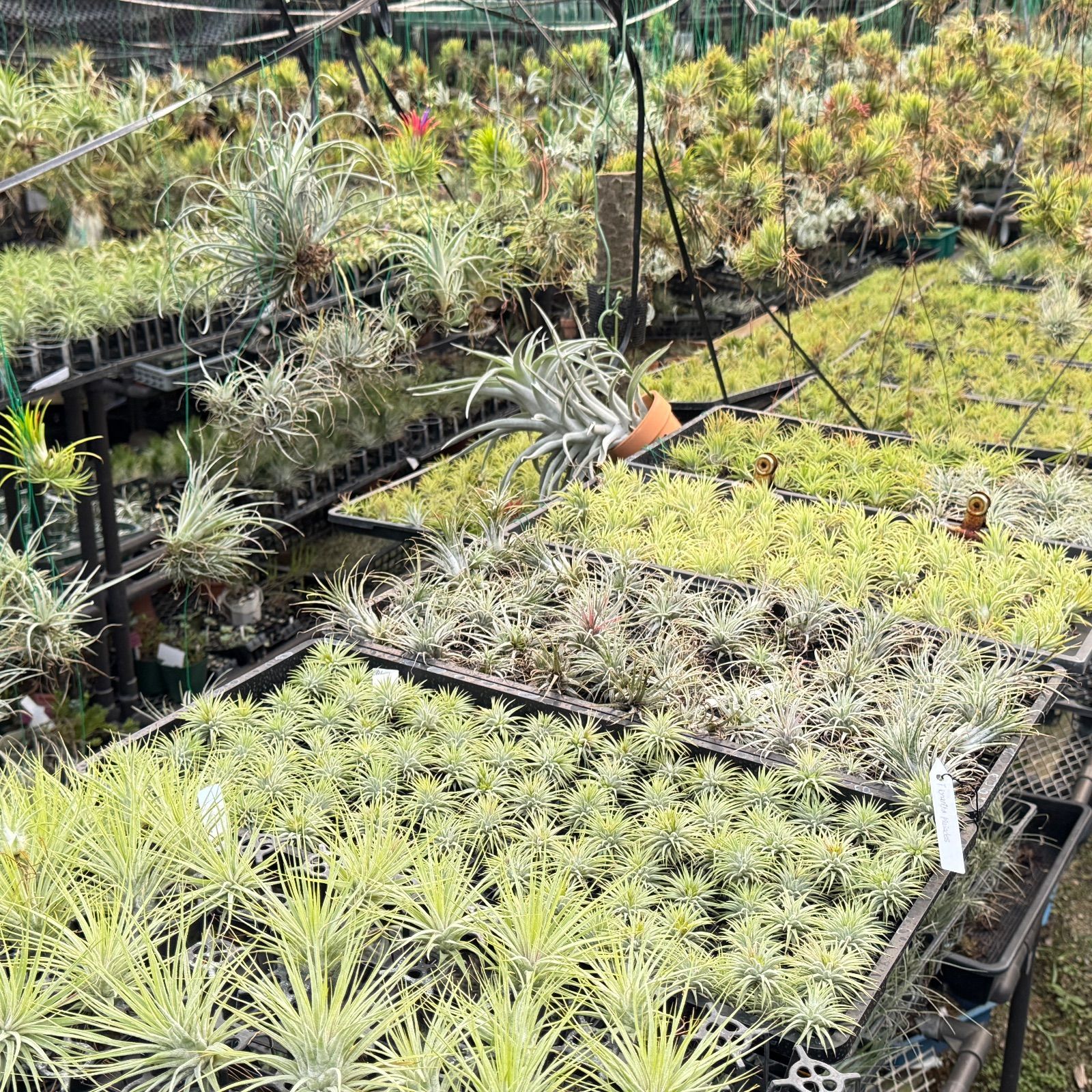 現品＊ ほんのりピンク＊ 3品種の特徴を感じる独特な質感＊ チランジア