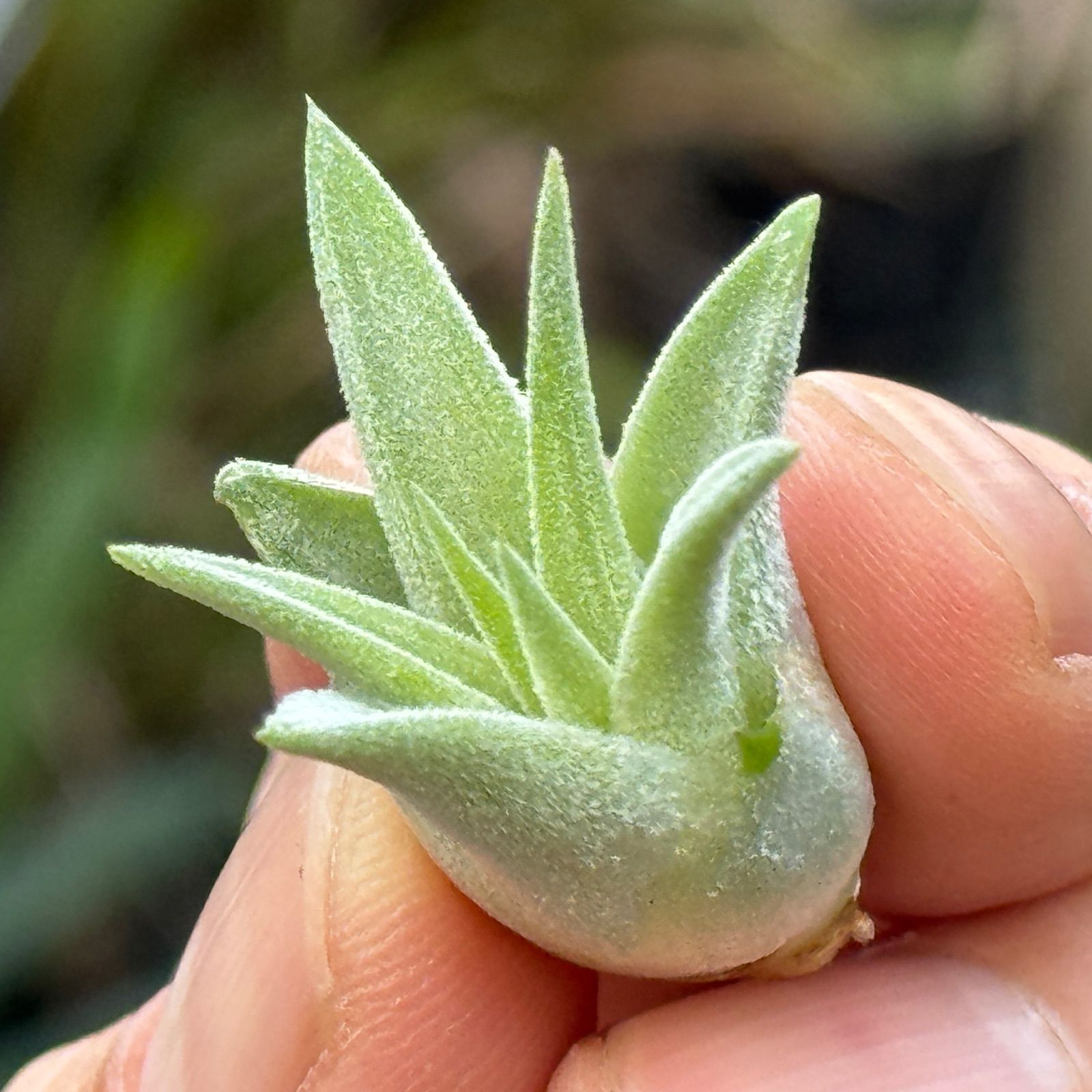 現品＊ チランジア イオナンタ ヘッジホッグ T.I. Tillandsia ionantha