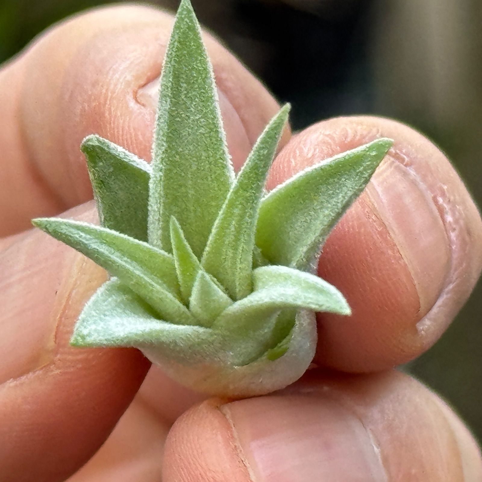 現品＊ チランジア イオナンタ ヘッジホッグ T.I. Tillandsia ionantha